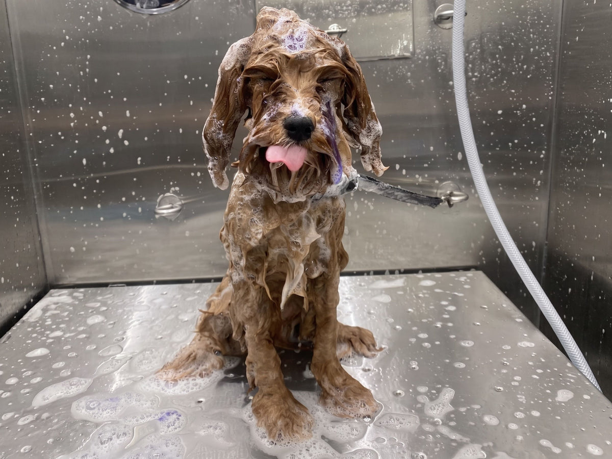 How often to bathe a dog and how often to brush their coat