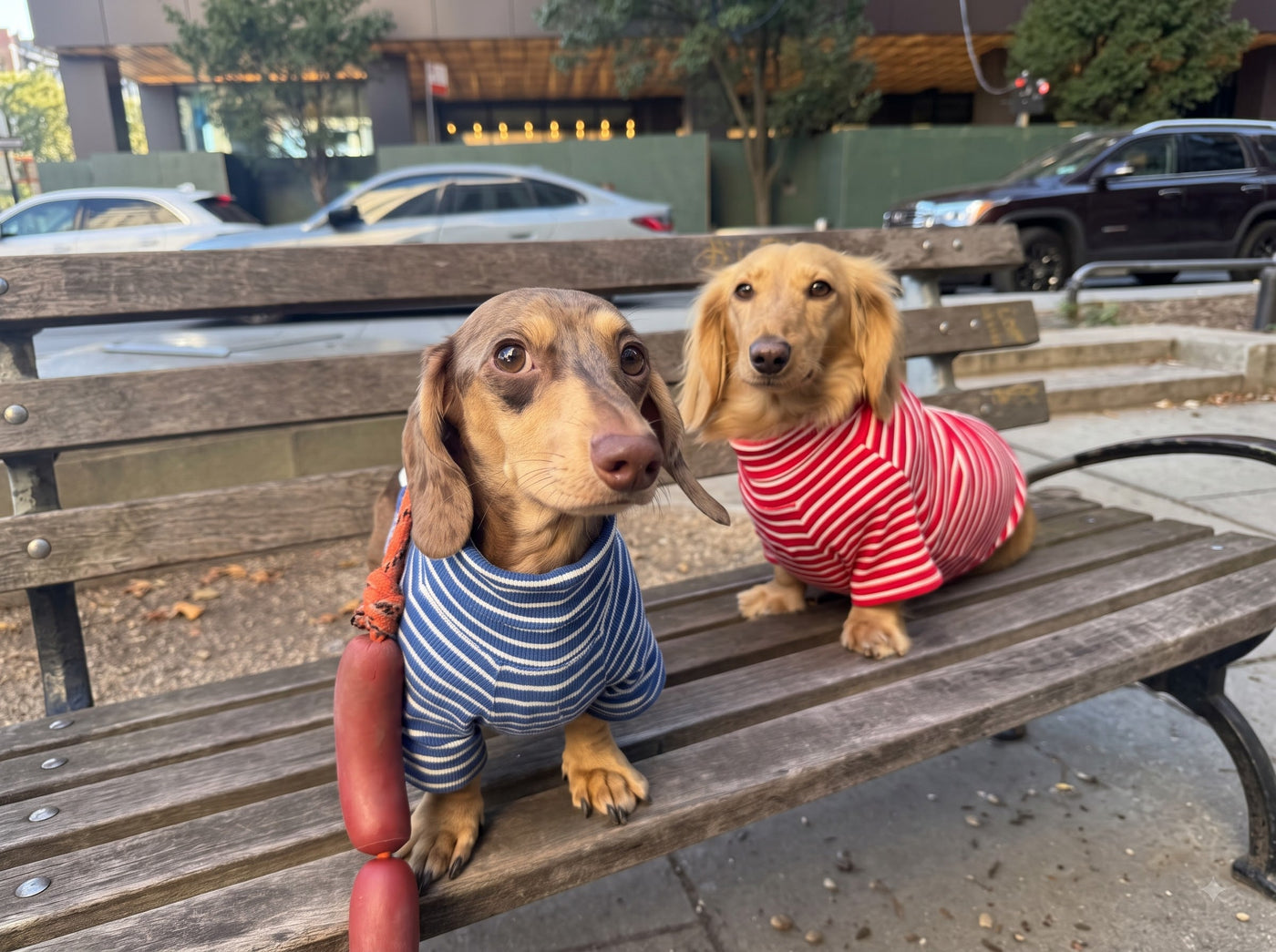 How to choose dog clothes: 5 common mistakes
