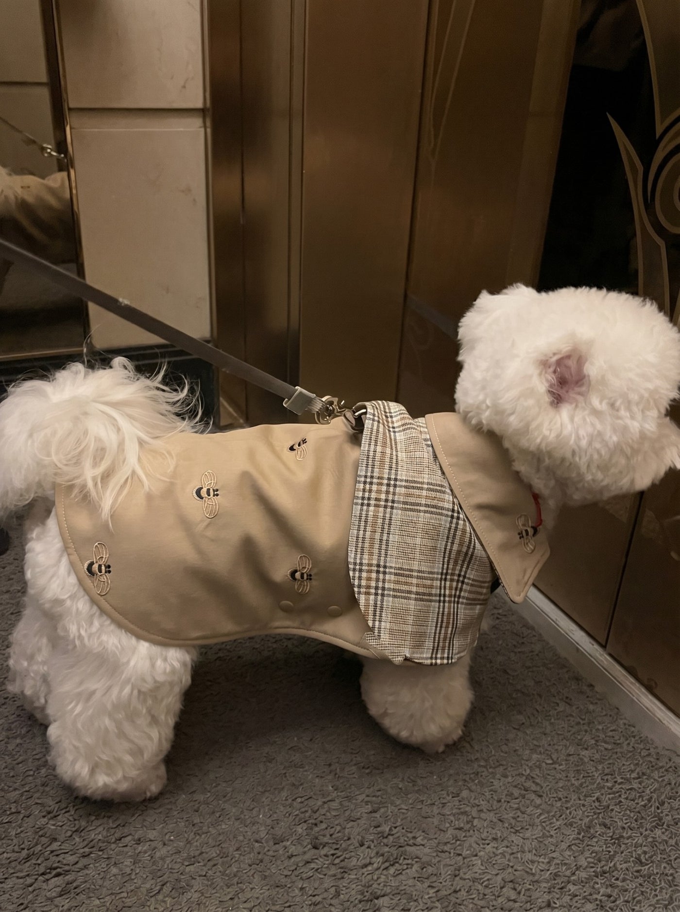Small dog from behind in Chelsea trench coat beige – Malpetit