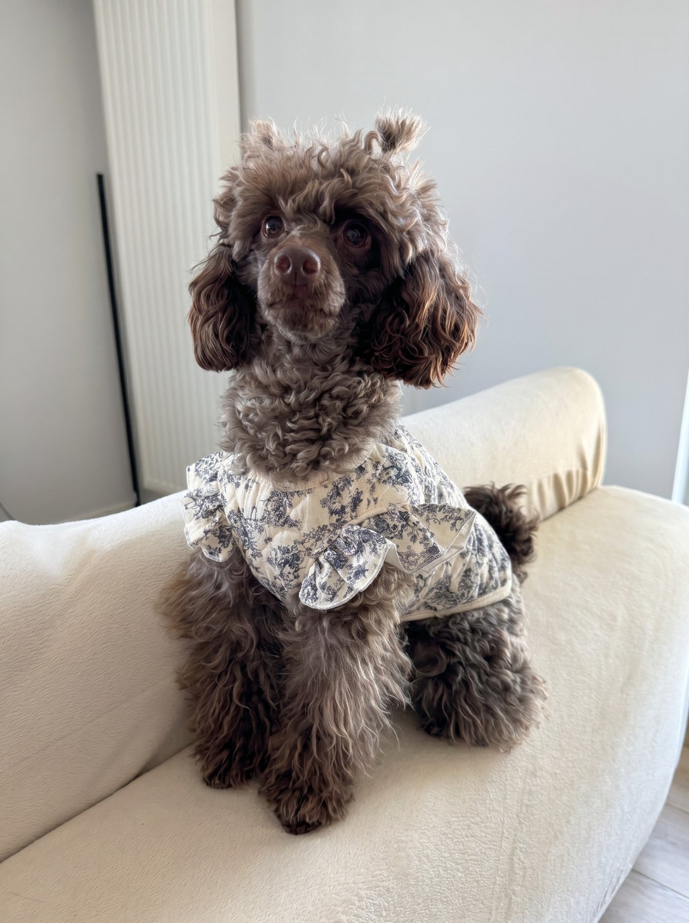 Small dog wearing Lady Di vest in white indoors – Malpetit