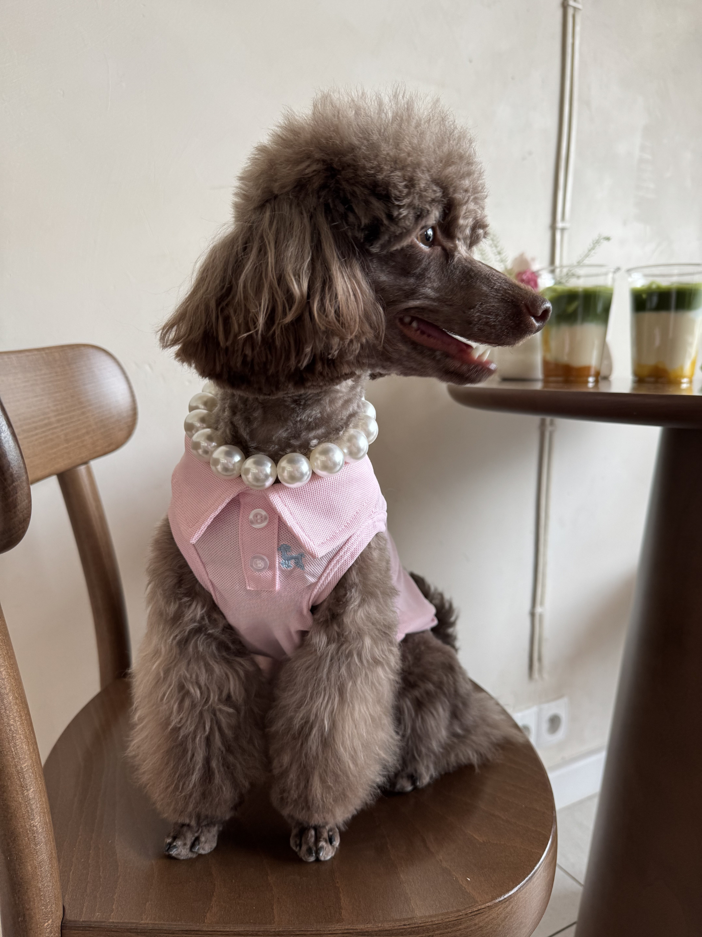 Brown poodle wearing Preppy Polo baby pink polo shirt – Malpetit