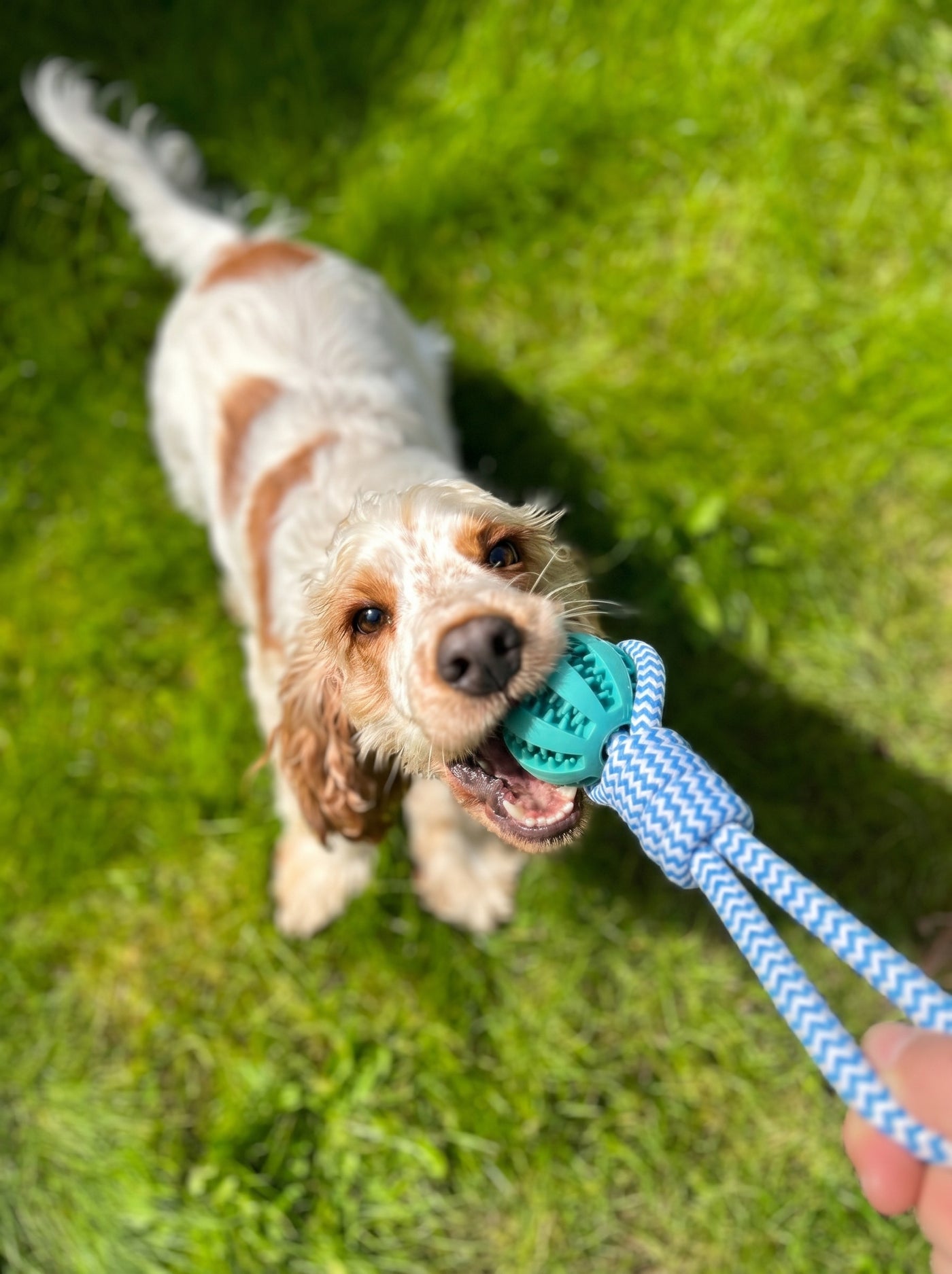 Tug Rope with Treat Ball Dog Toy