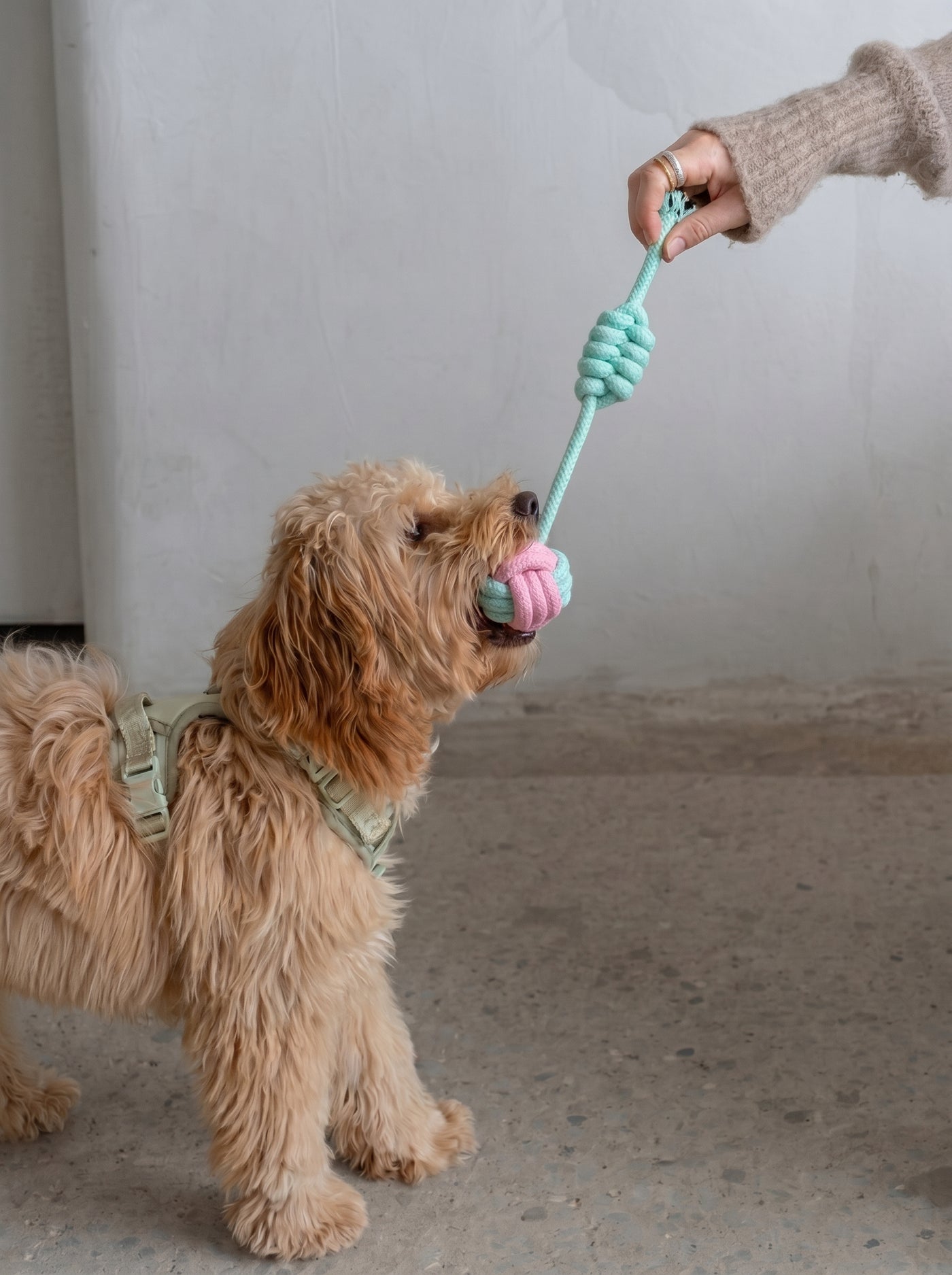 Cotton Rope Tug Dog Toy
