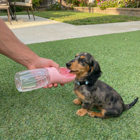 Dachshund puppy drinking from portable dog water bottle outdoors – Malpetit