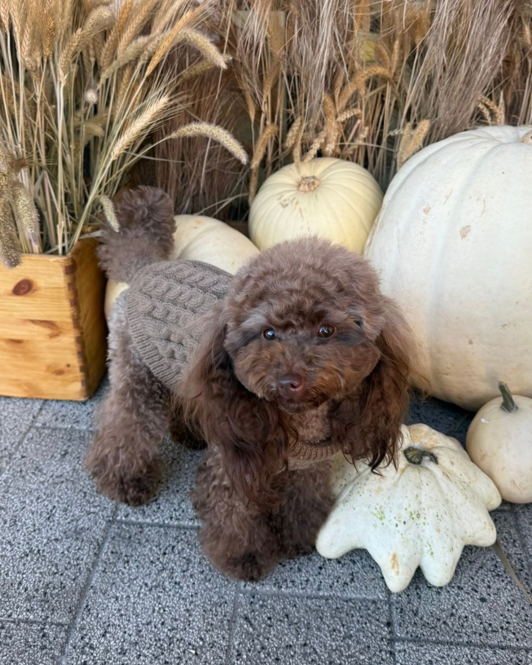 Brown poodle wearing a Mocco Amélie cable-knit dog sweater beside pumpkins - Malpetit