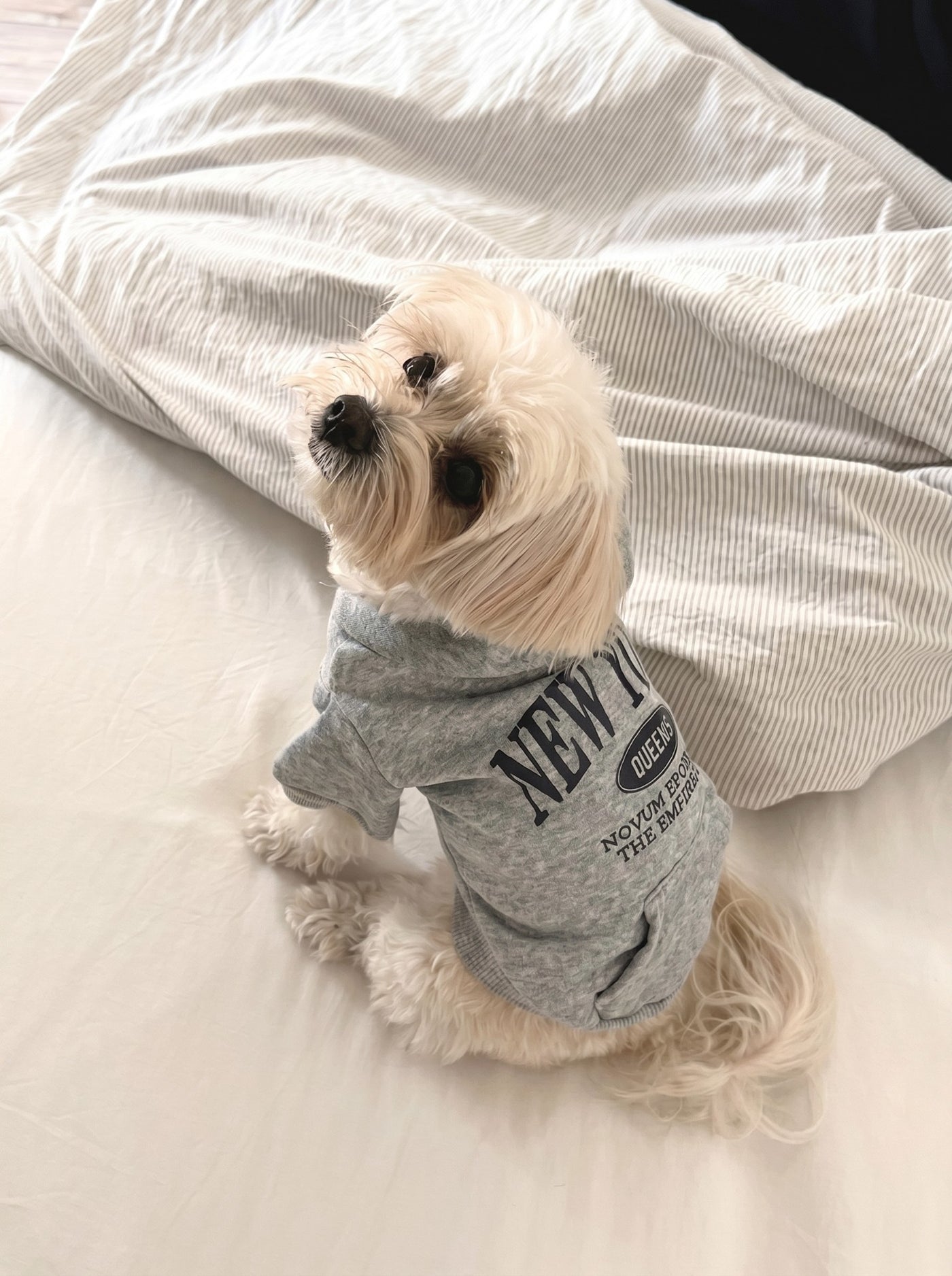 Small dog from behind in NY hoodie grey – Malpetit