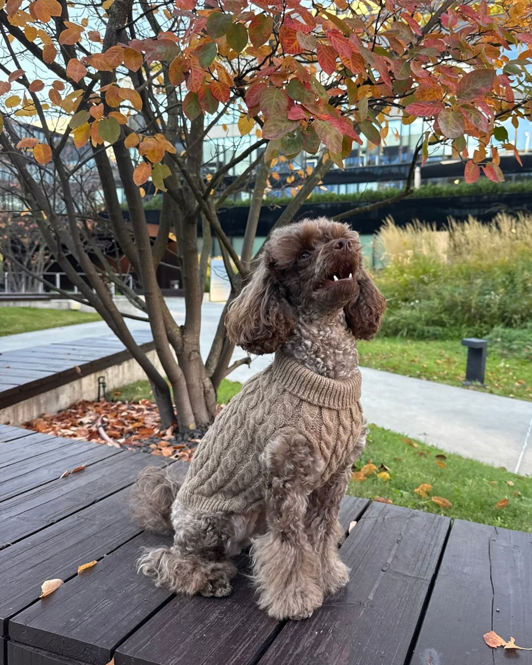 Brown poodle sitting on a wooden bench in a Mocco Amélie cable-knit turtleneck sweater - Malpetit