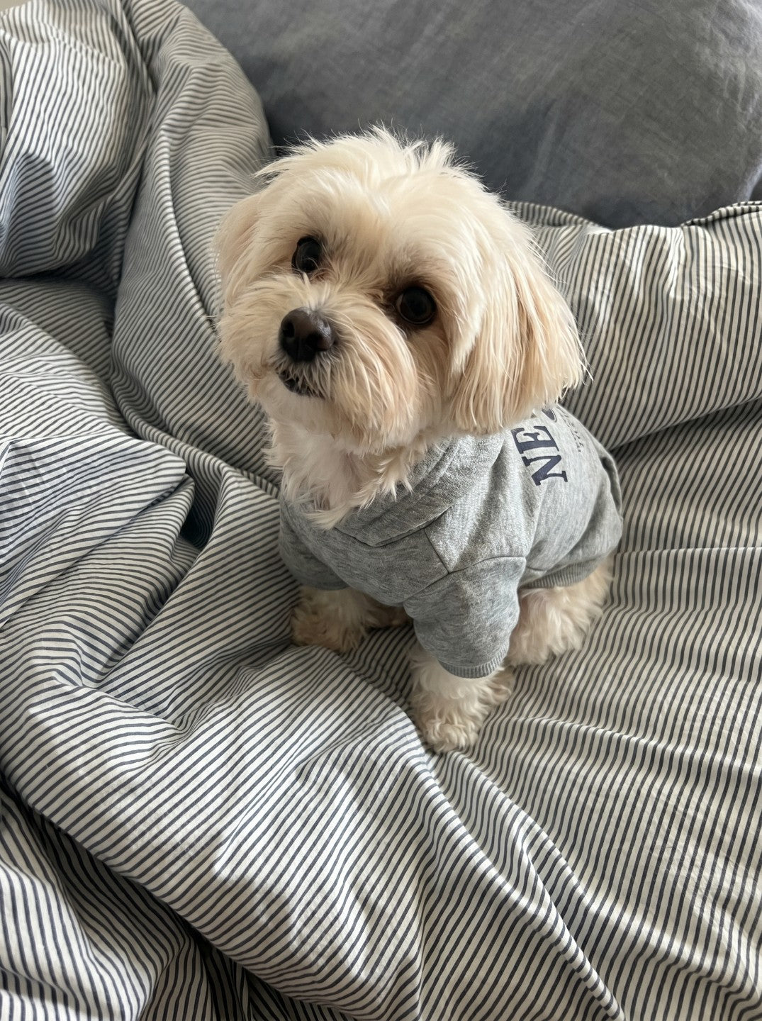 Small dog wearing NY hoodie in grey on bed – Malpetit