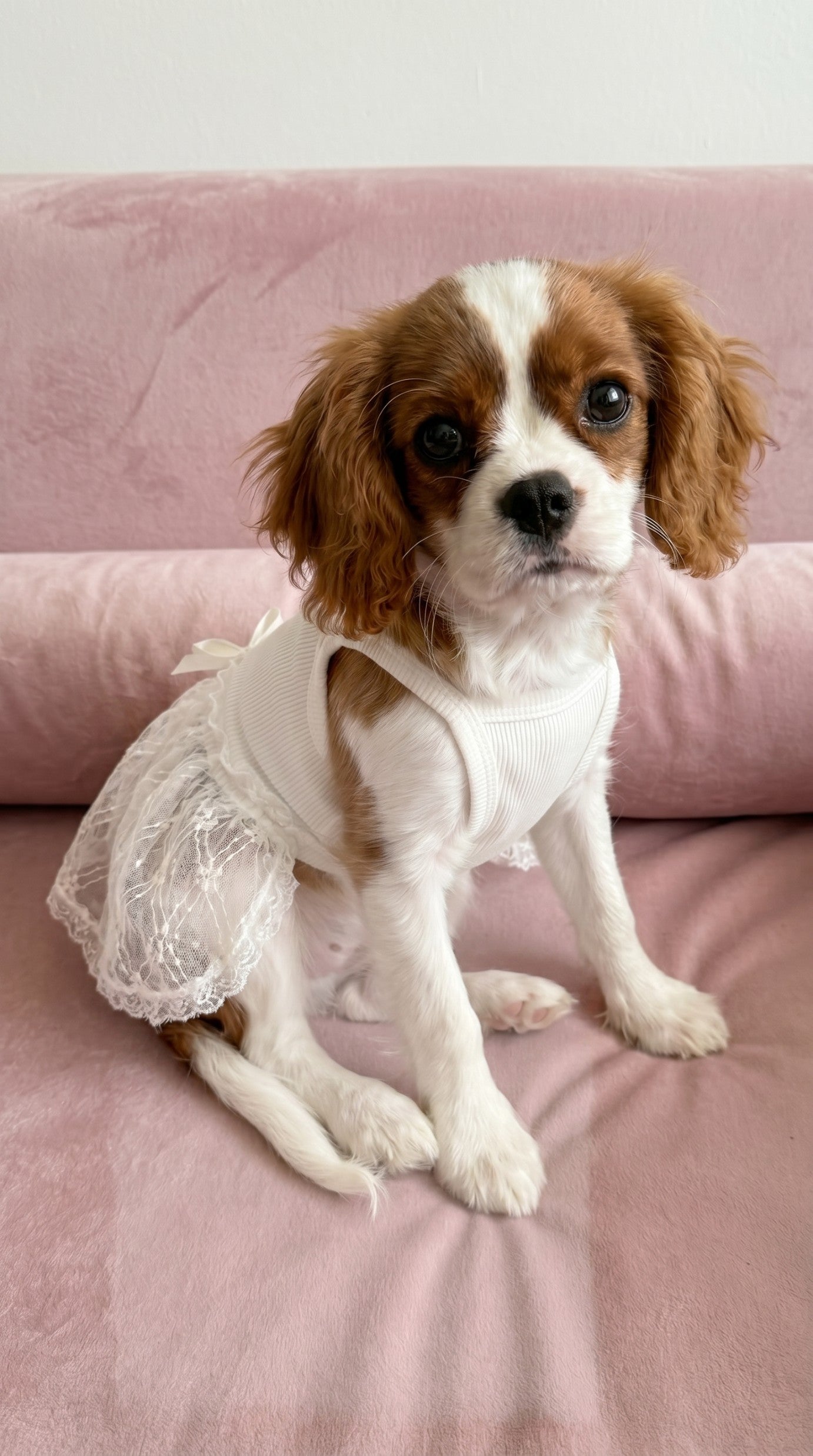 Small dog wearing Pearl dress in white outdoors – Malpetit