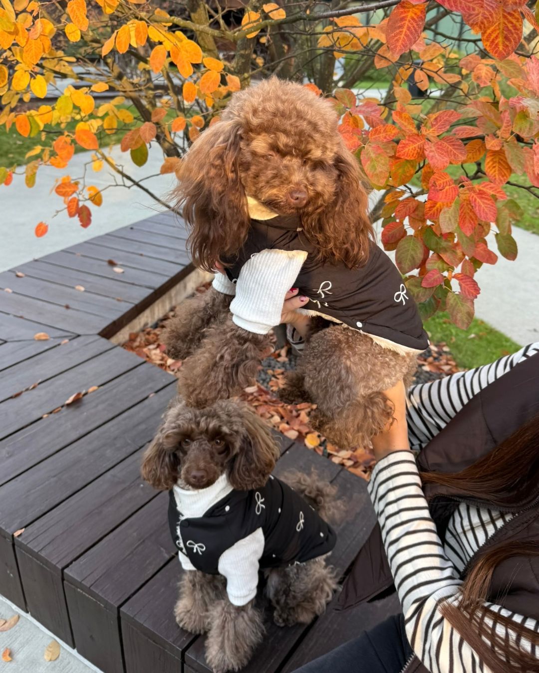 Brown poodle wearing a black BowBow dog gilet outdoors beside autumn foliage, front view - Malpetit