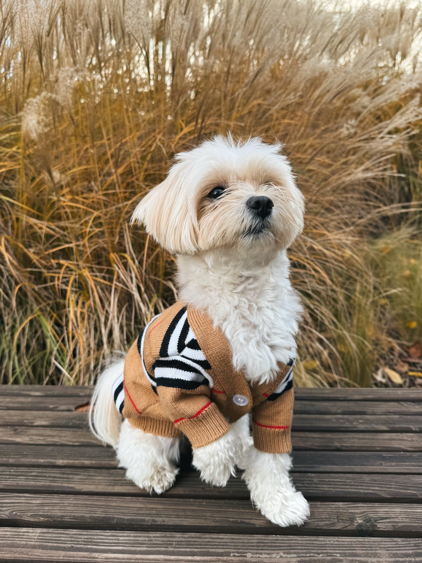White maltese in striped button dog sweater beige outdoors – Malpetit