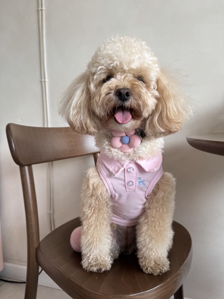Preppy Polo dog polo shirt in baby pink on small dog – Malpetit