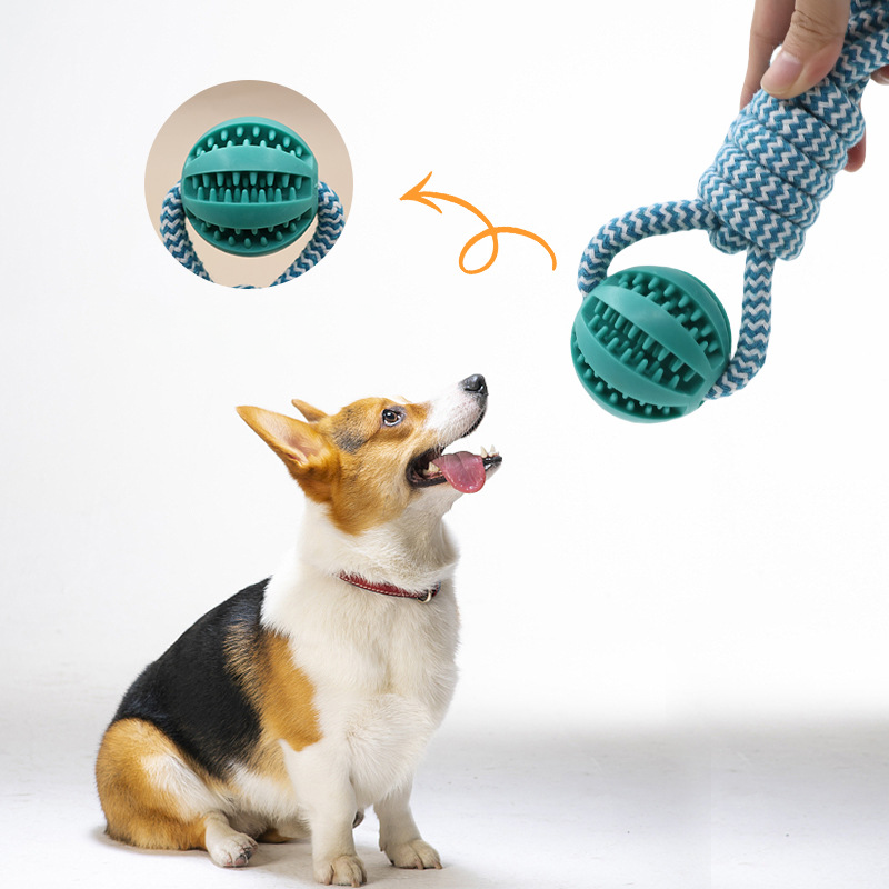 Corgi looking up at tug rope with treat ball – Malpetit