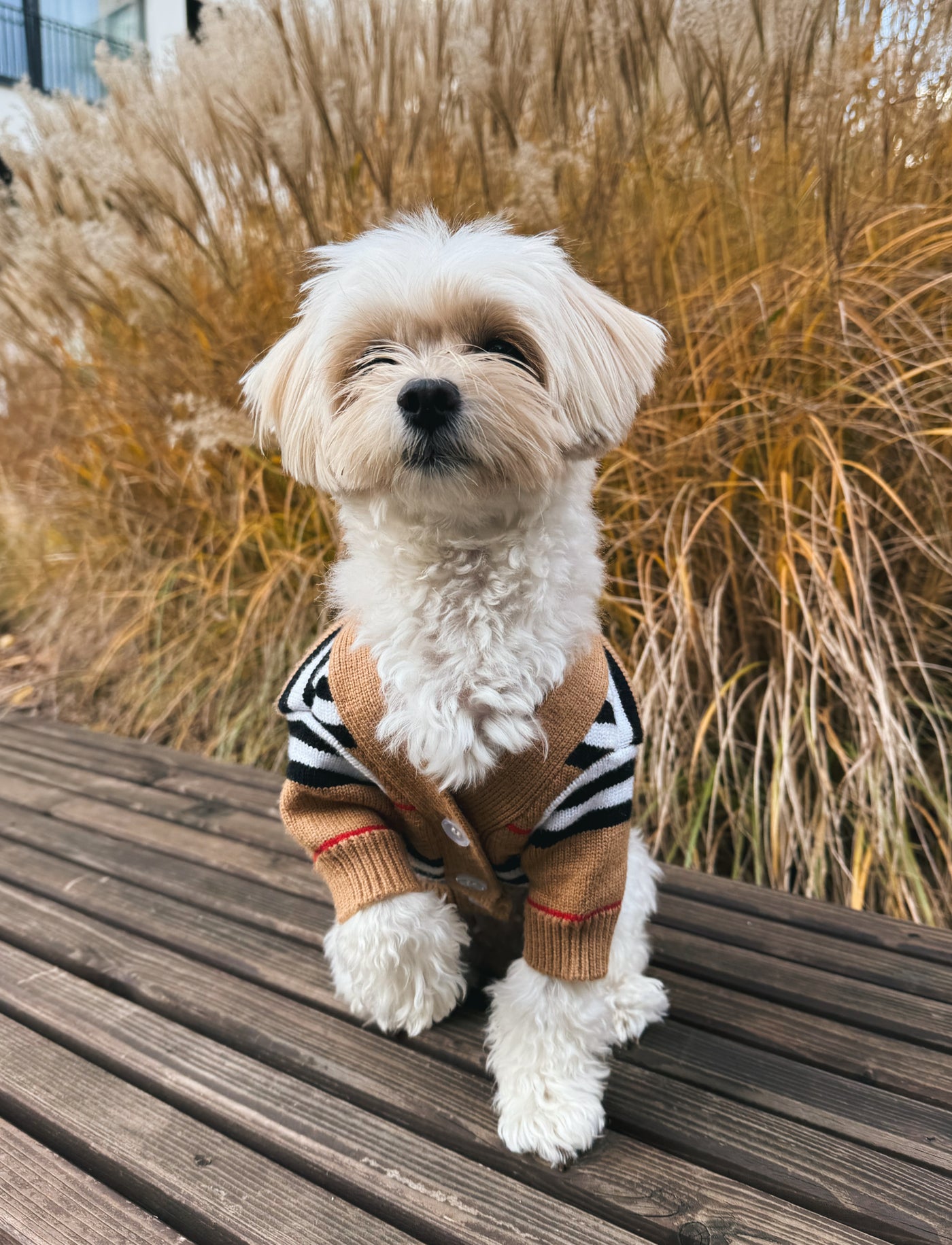 Maltese sitting on wooden deck in striped button dog sweater beige – Malpetit
