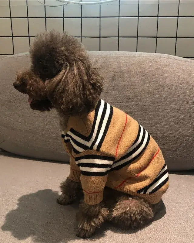 Brown poodle in striped button dog sweater beige on couch – Malpetit