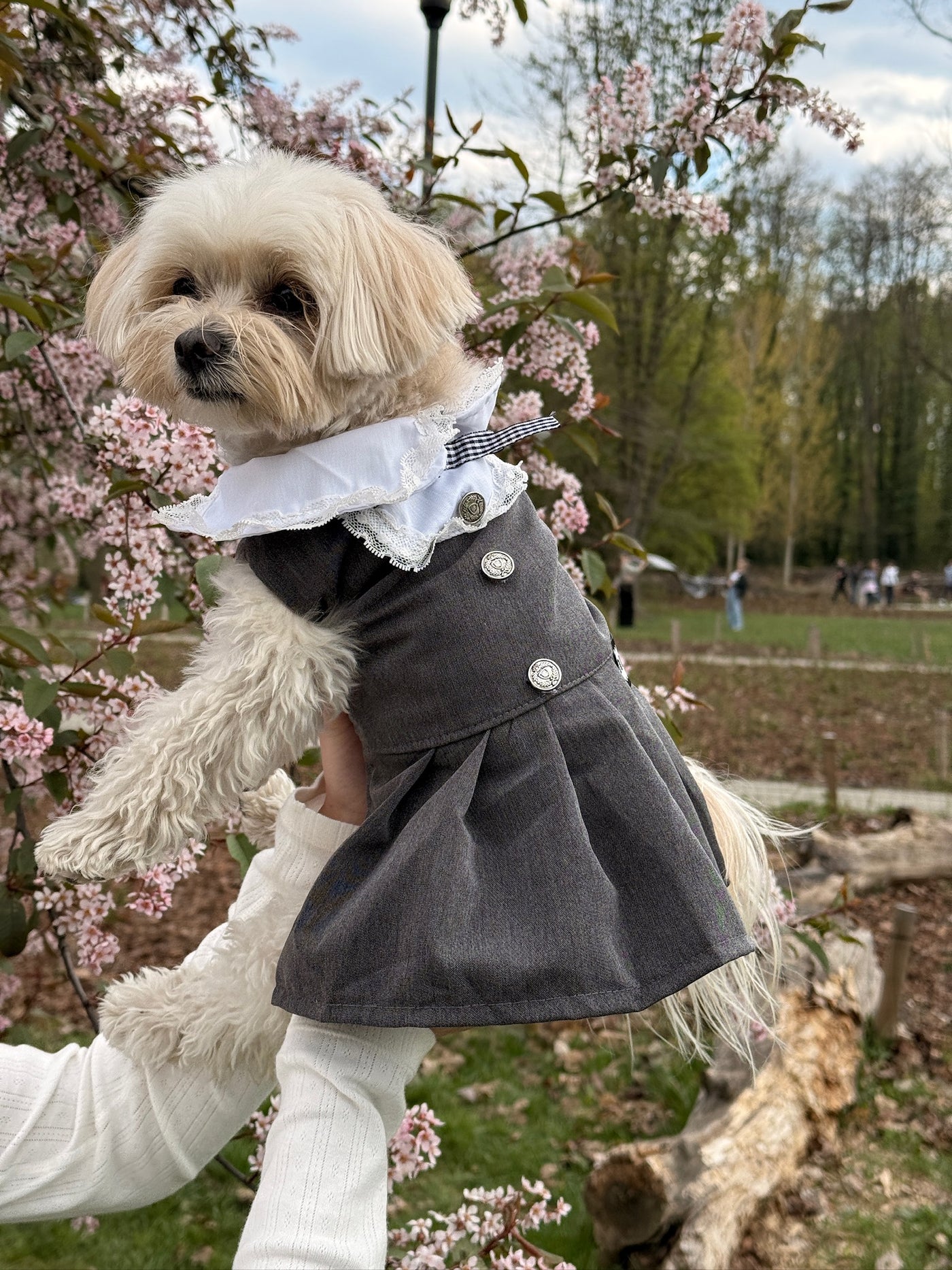 Small dog wearing Miu Paw dress in grey outdoors – Malpetit
