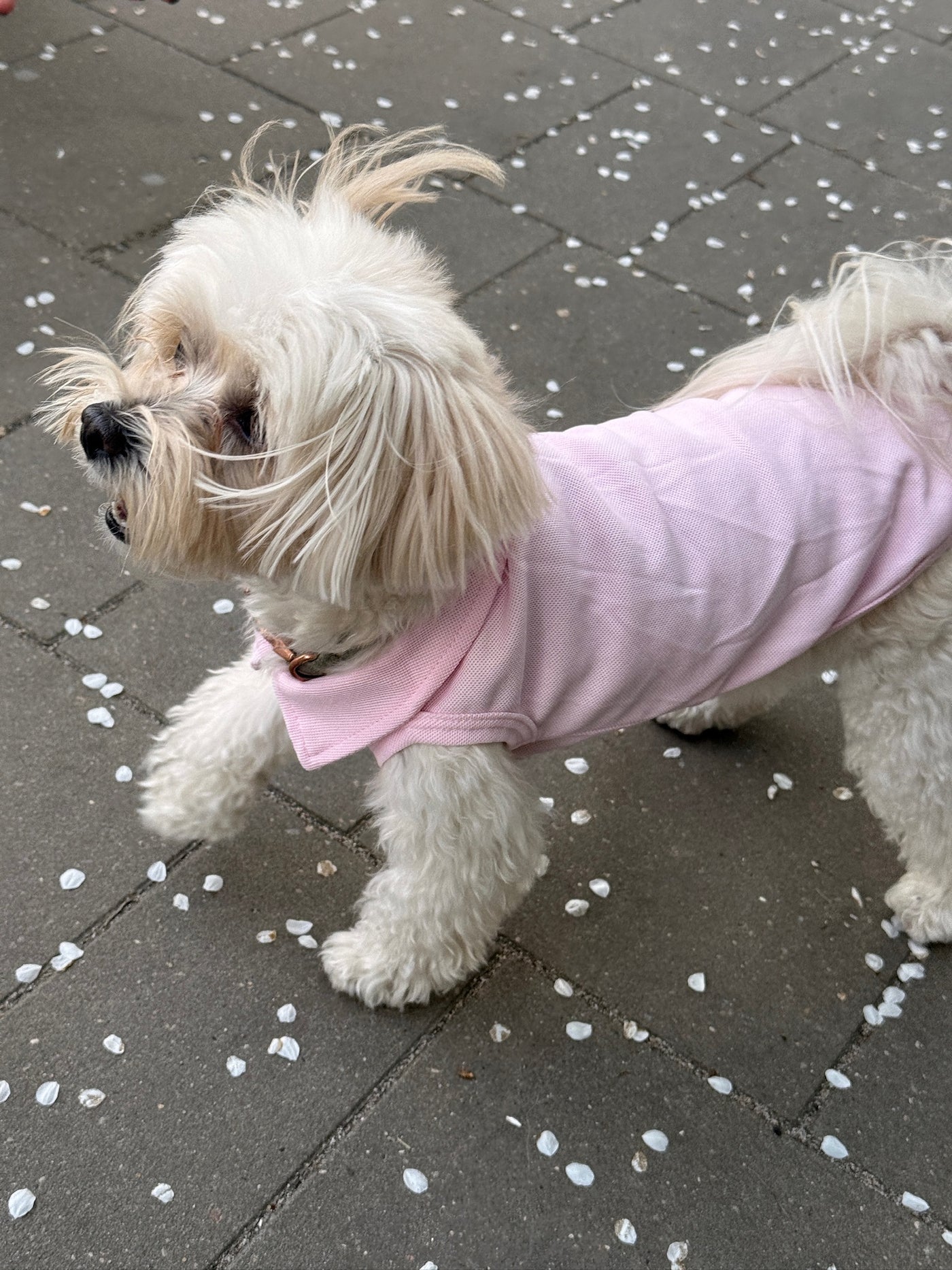 Small dog walking in Preppy Polo baby pink polo shirt outdoors – Malpetit