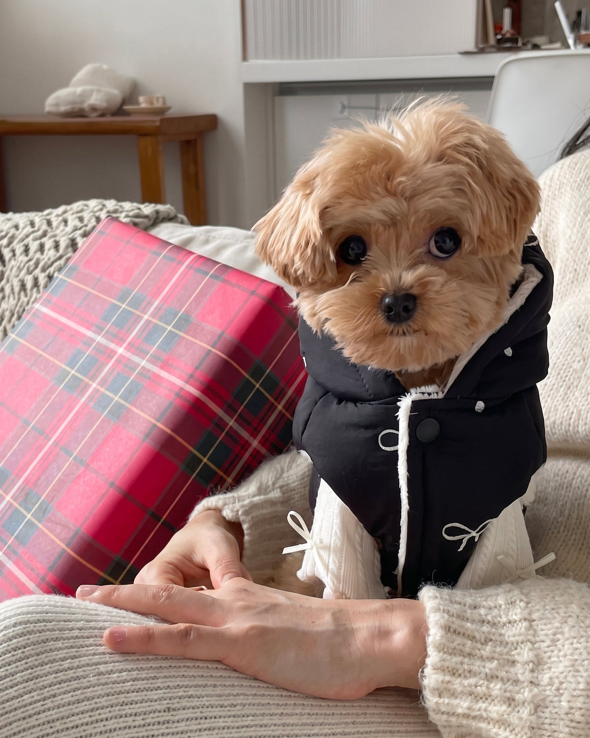 Maltipoo na sofie w czarnej kamizelce dla psa BowBow, widok z przodu z polarowym kołnierzem i napami - Malpetit