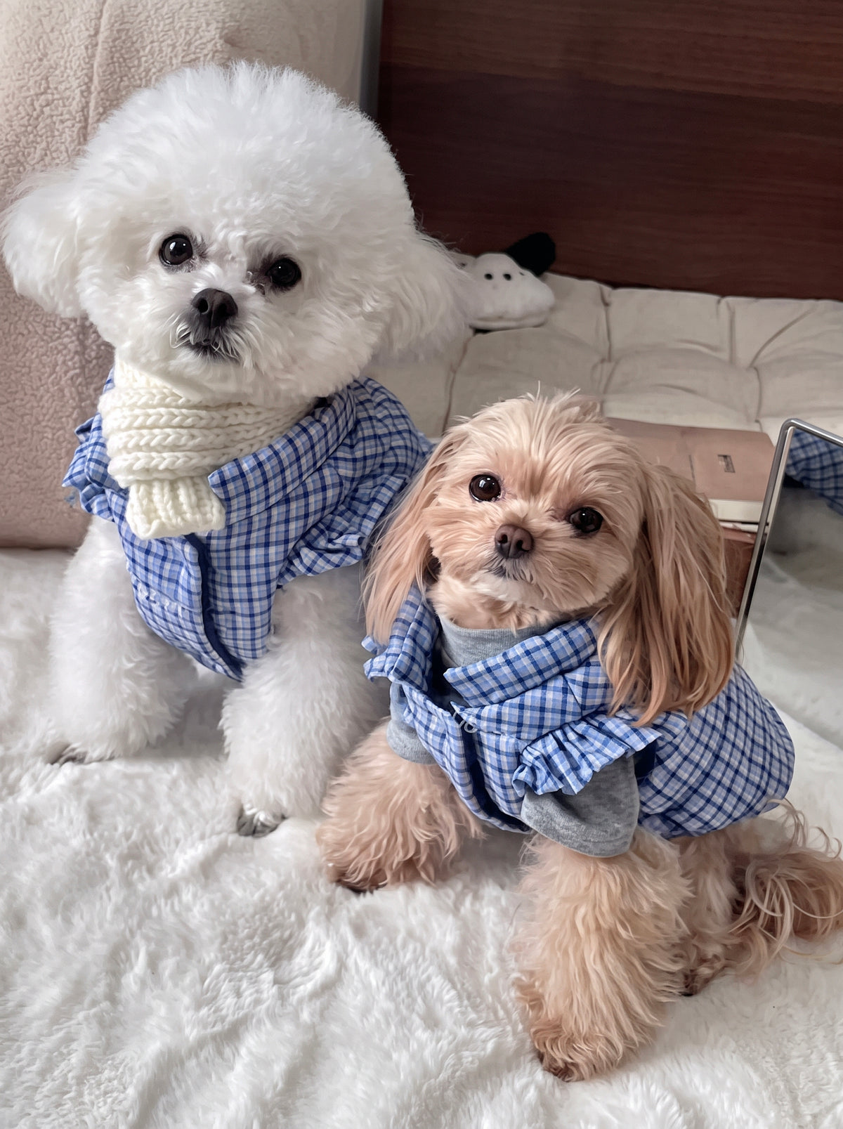 Bichon and maltipoo on a bed in the Blair blue gingham check dog gilets - Malpetit