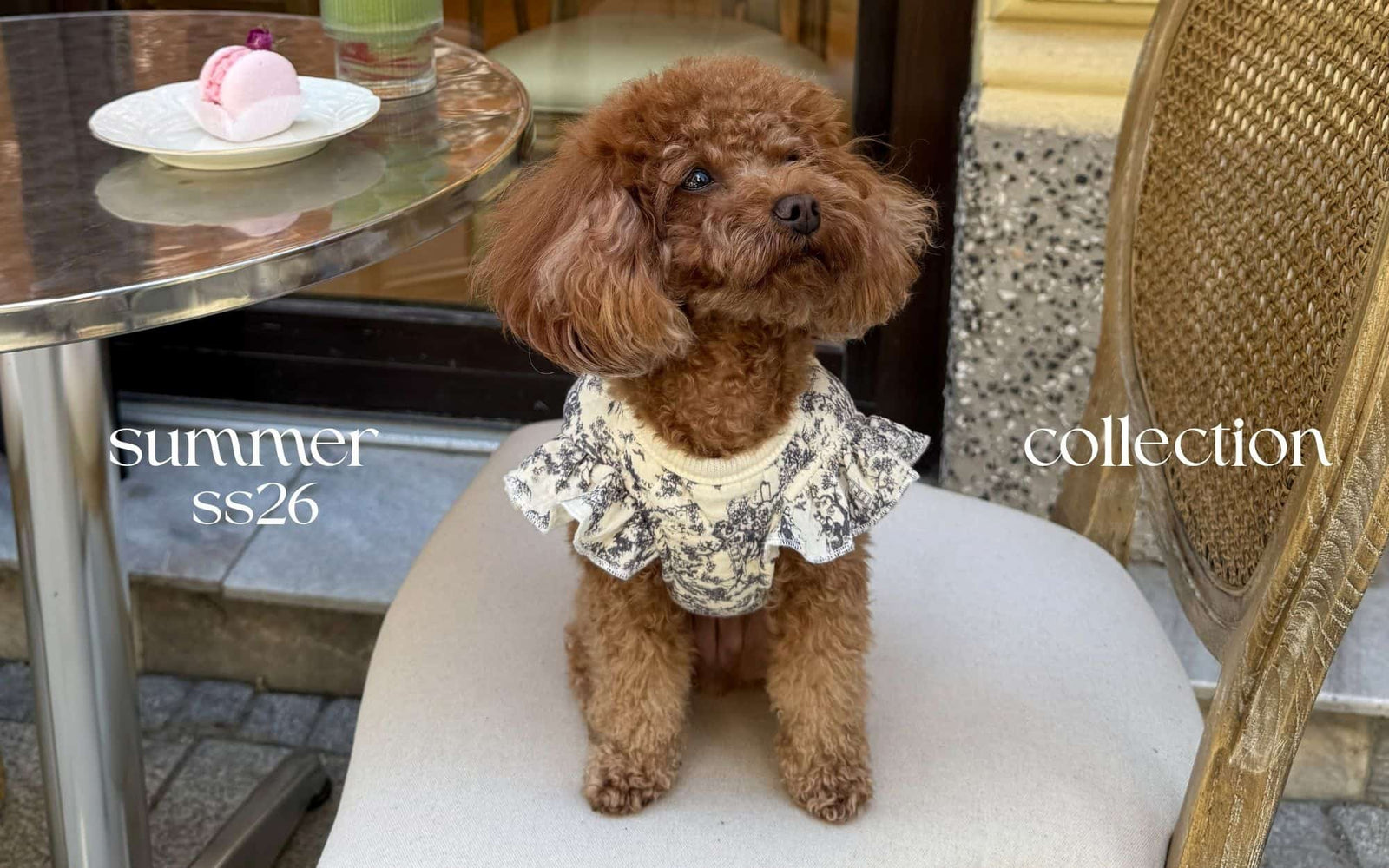 Small brown poodle wearing the Lady Di white dog gilet by Malpetit at a cafe table