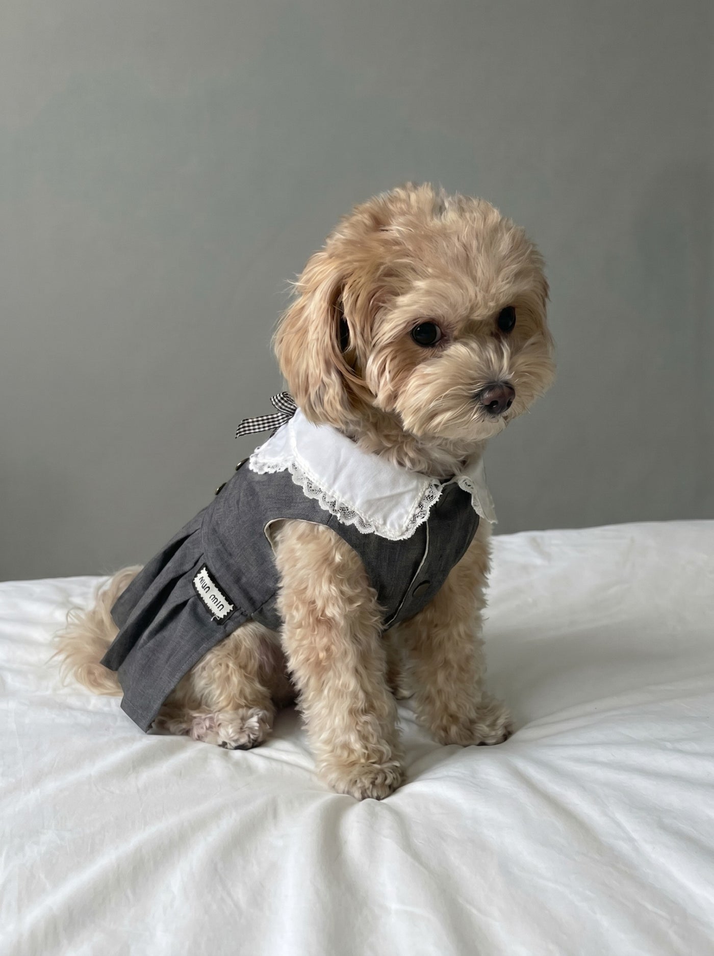 Miu Paw dog dress in grey on small dog – Malpetit