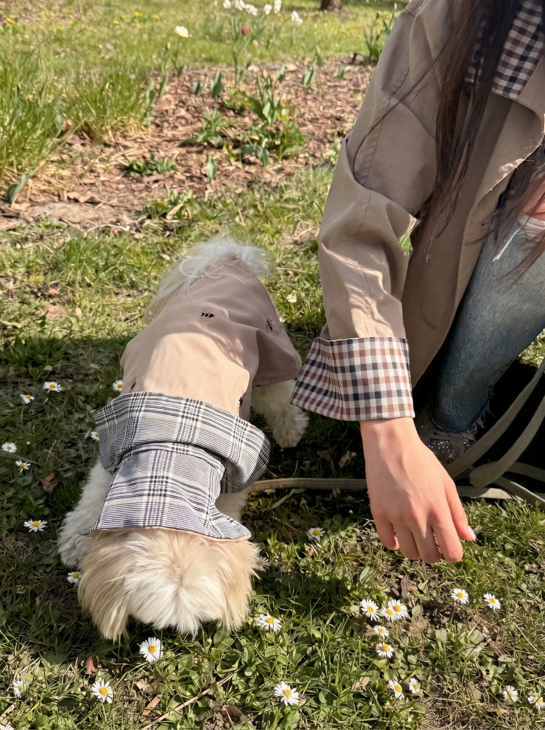 Small dog in Chelsea trench coat beige outdoors on grass – Malpetit