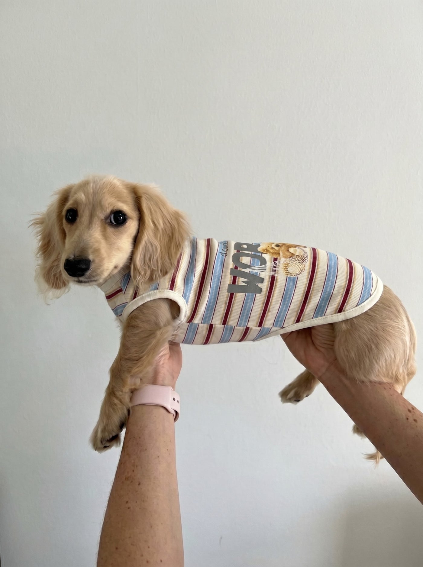 Small dog wearing Chill Guy t-shirt in red – Malpetit