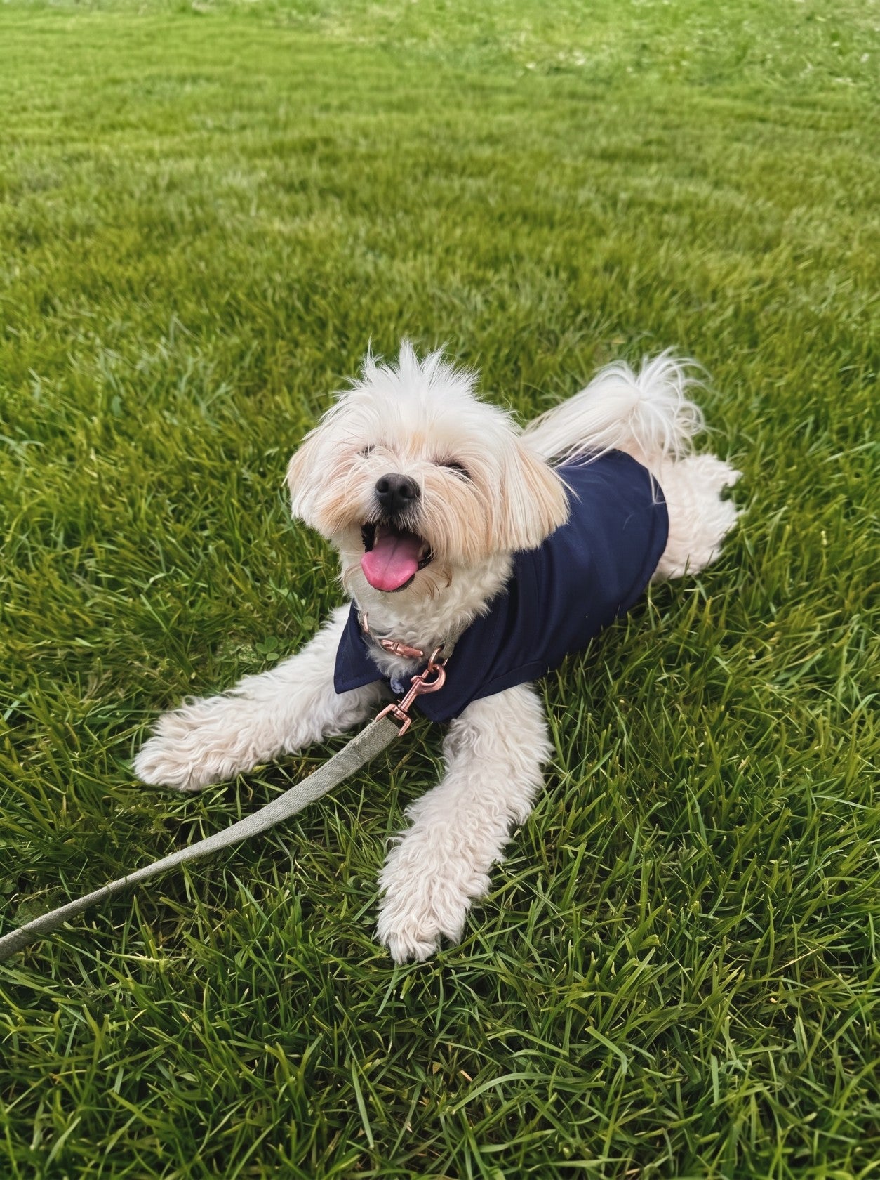 Small dog wearing Preppy Polo navy blue polo on grass – Malpetit