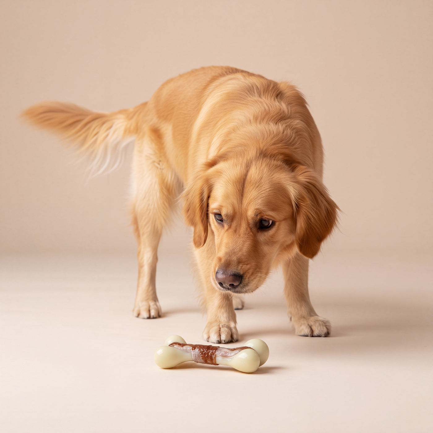 Golden retriever sniffing beef-scented bone chew toy – Malpetit