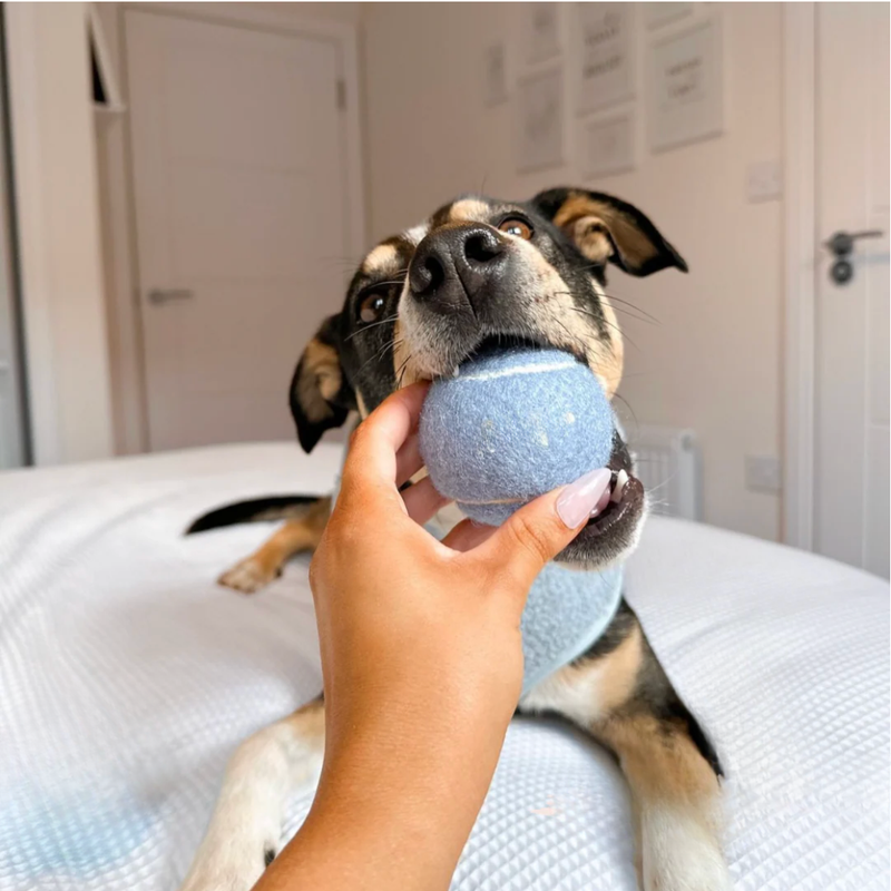 Tennis ball dog toy held by dog – Malpetit