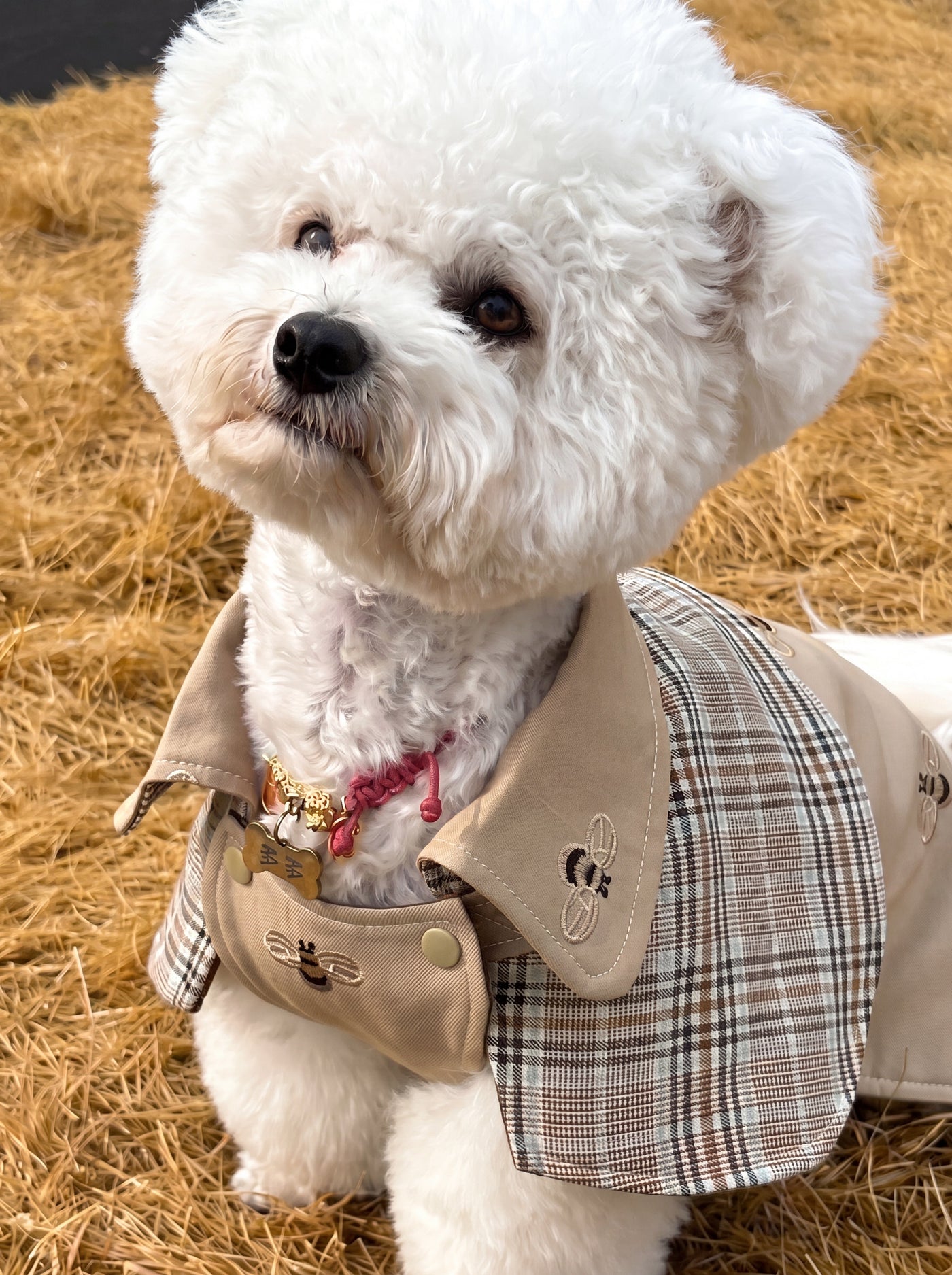 Chelsea dog trench coat in beige on small dog – Malpetit