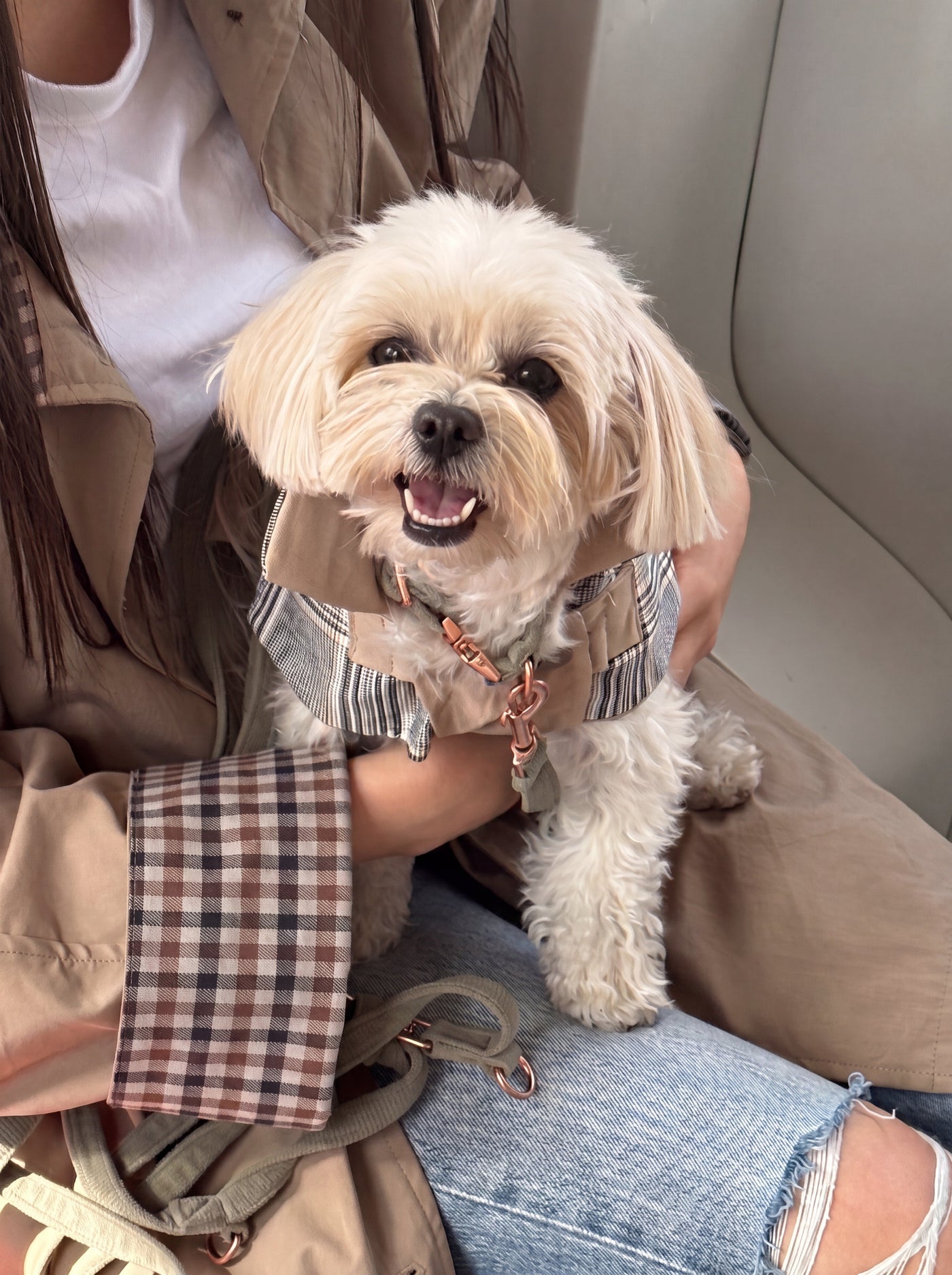 Small dog wearing Chelsea trench coat in beige – Malpetit