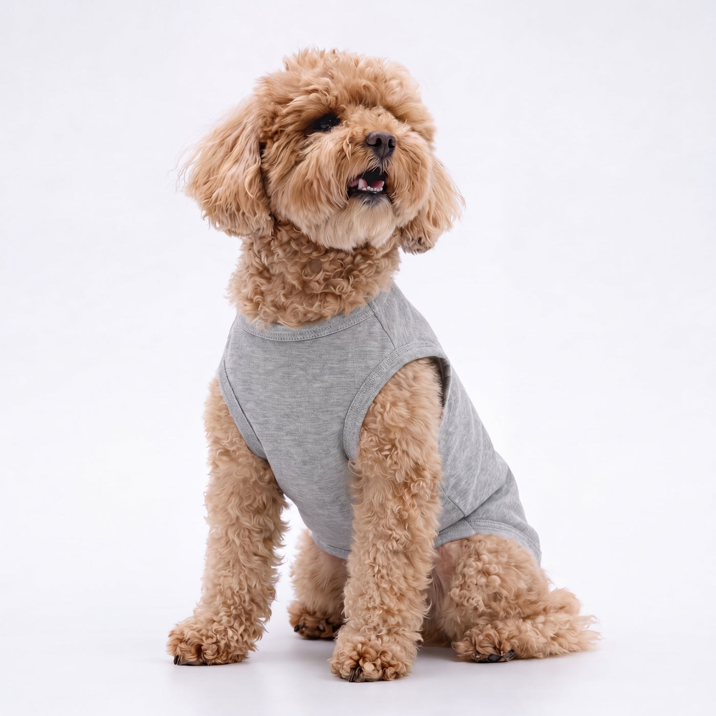 Brown poodle in I love my Daddy dog t-shirt grey front studio view – Malpetit