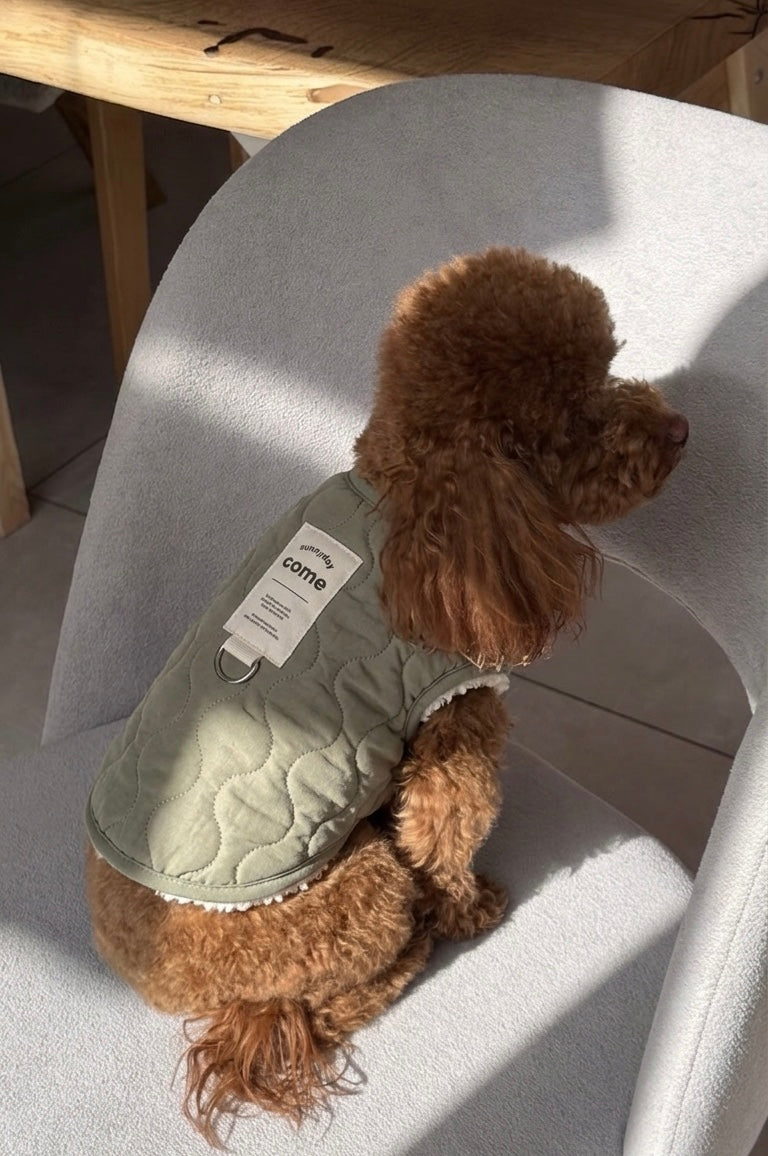 Side view of brown poodle in Sage vest khaki on chair – Malpetit