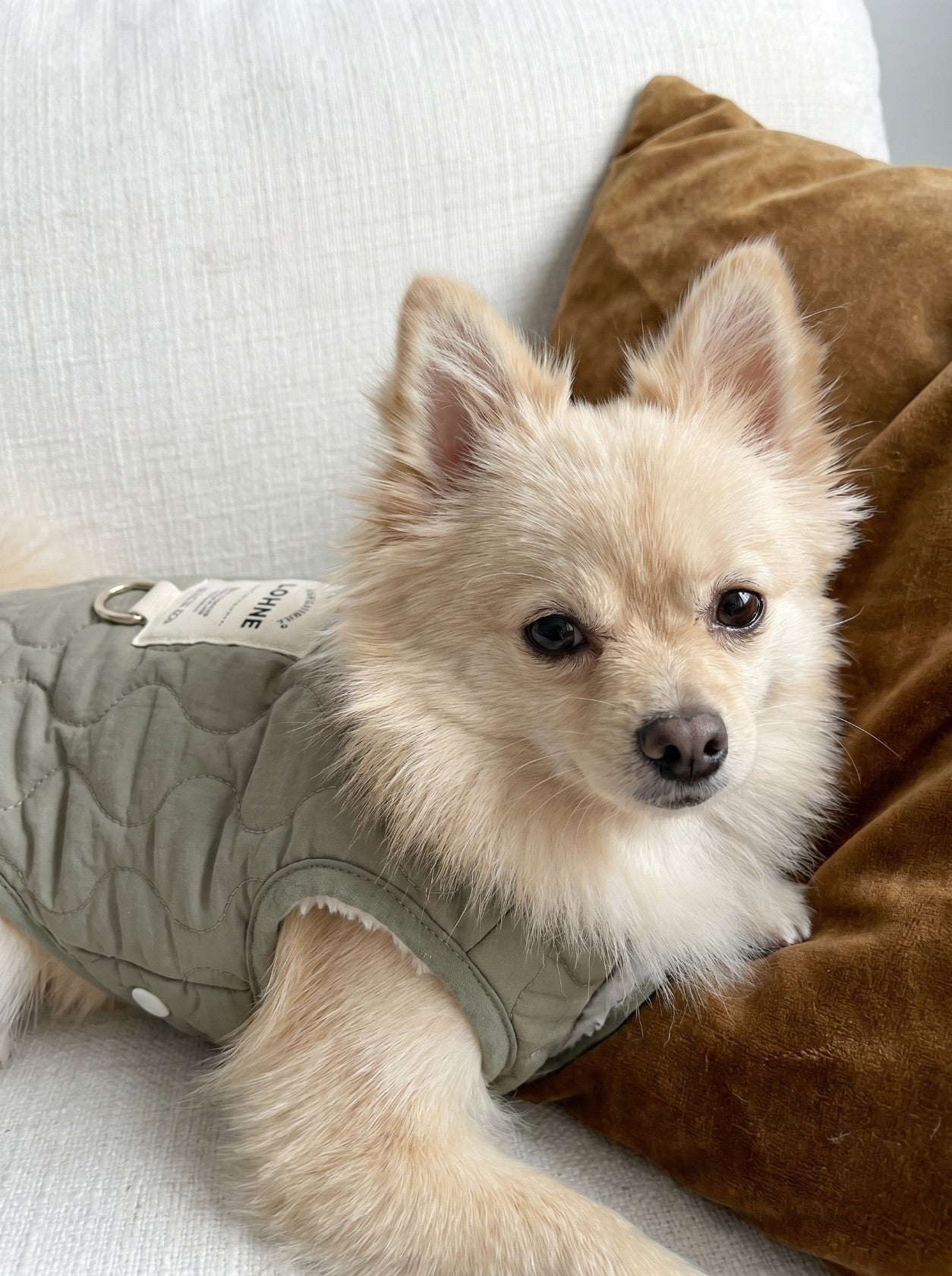 Pomeranian dog wearing Sage vest in khaki on couch – Malpetit