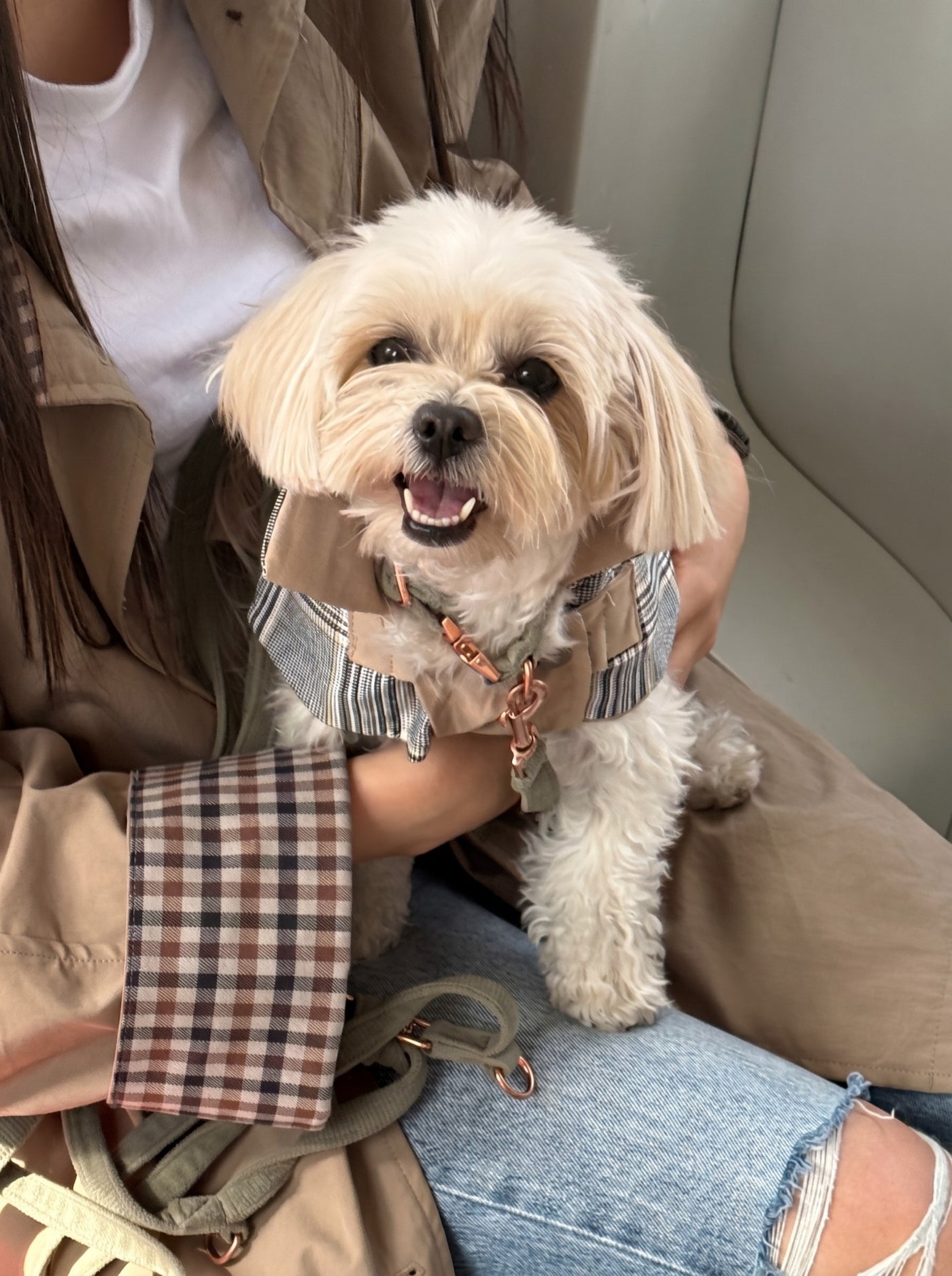 Small dog wearing Chelsea trench coat in beige – Malpetit