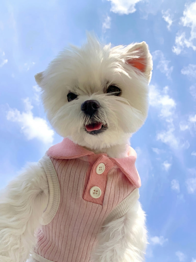 Pawlo Polo dog polo shirt in light pink on small dog – Malpetit