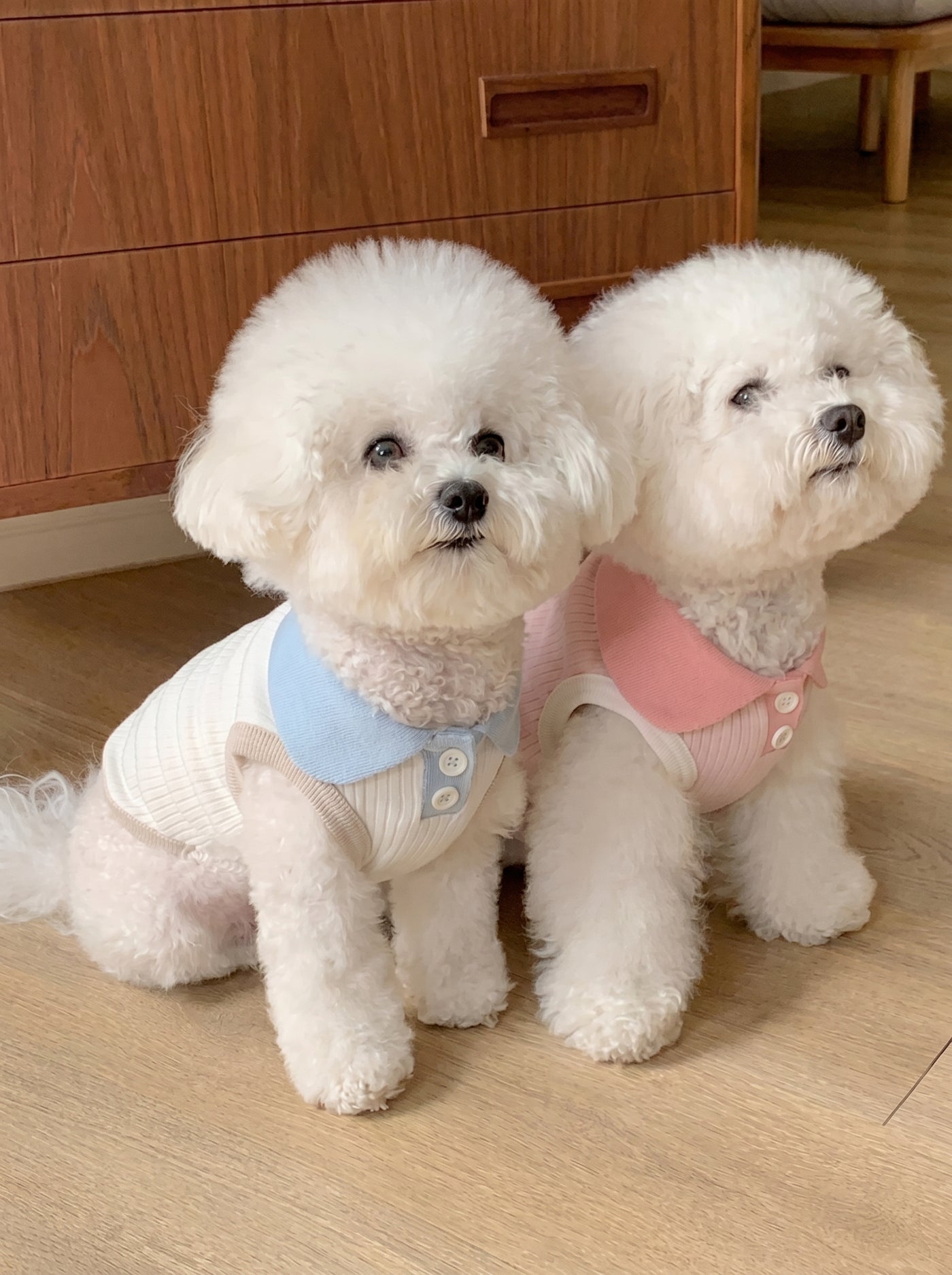 Two Bichons in Pawlo Polo light pink and cloud blue polo shirts – Malpetit