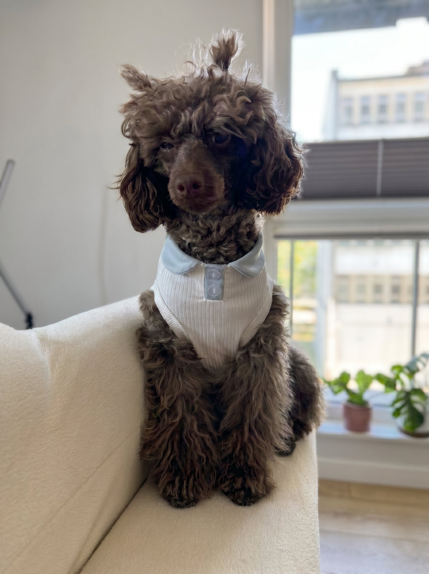Brown poodle wearing Pawlo Polo cloud blue polo shirt – Malpetit