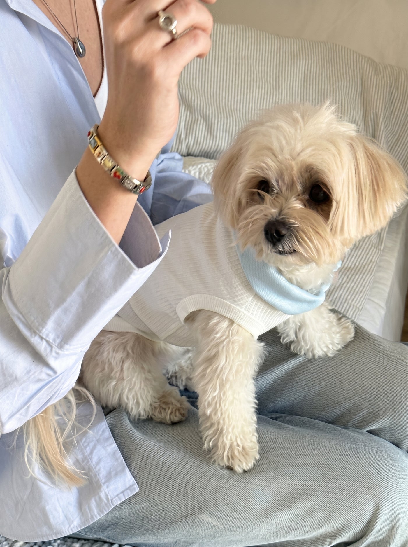 Small dog wearing Pawlo Polo cloud blue polo shirt – Malpetit