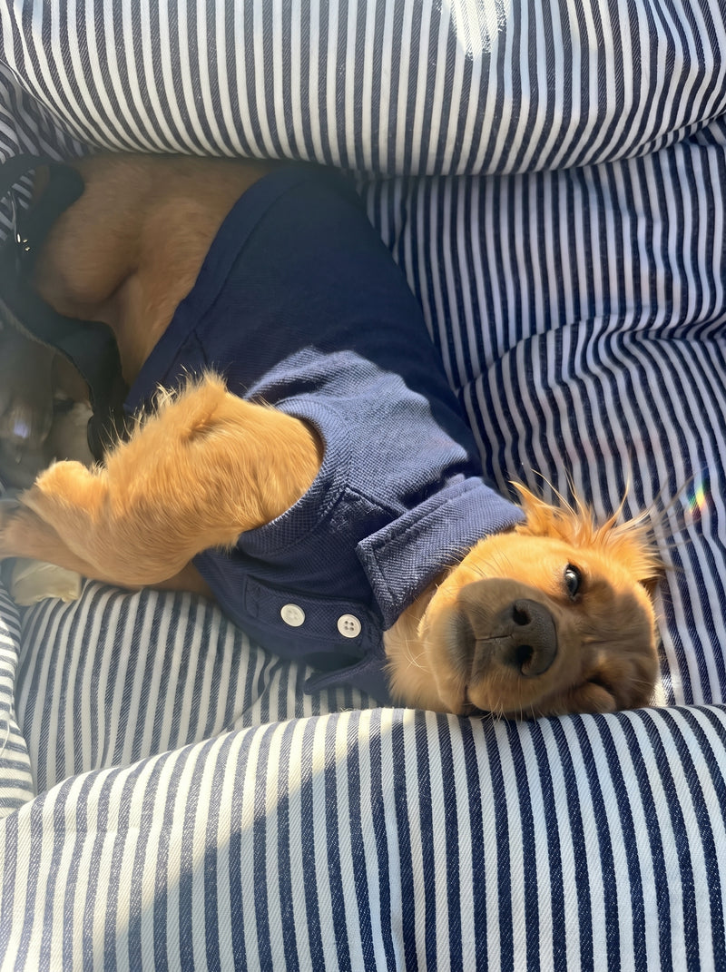Preppy Polo dog polo shirt in navy blue on small dog – Malpetit
