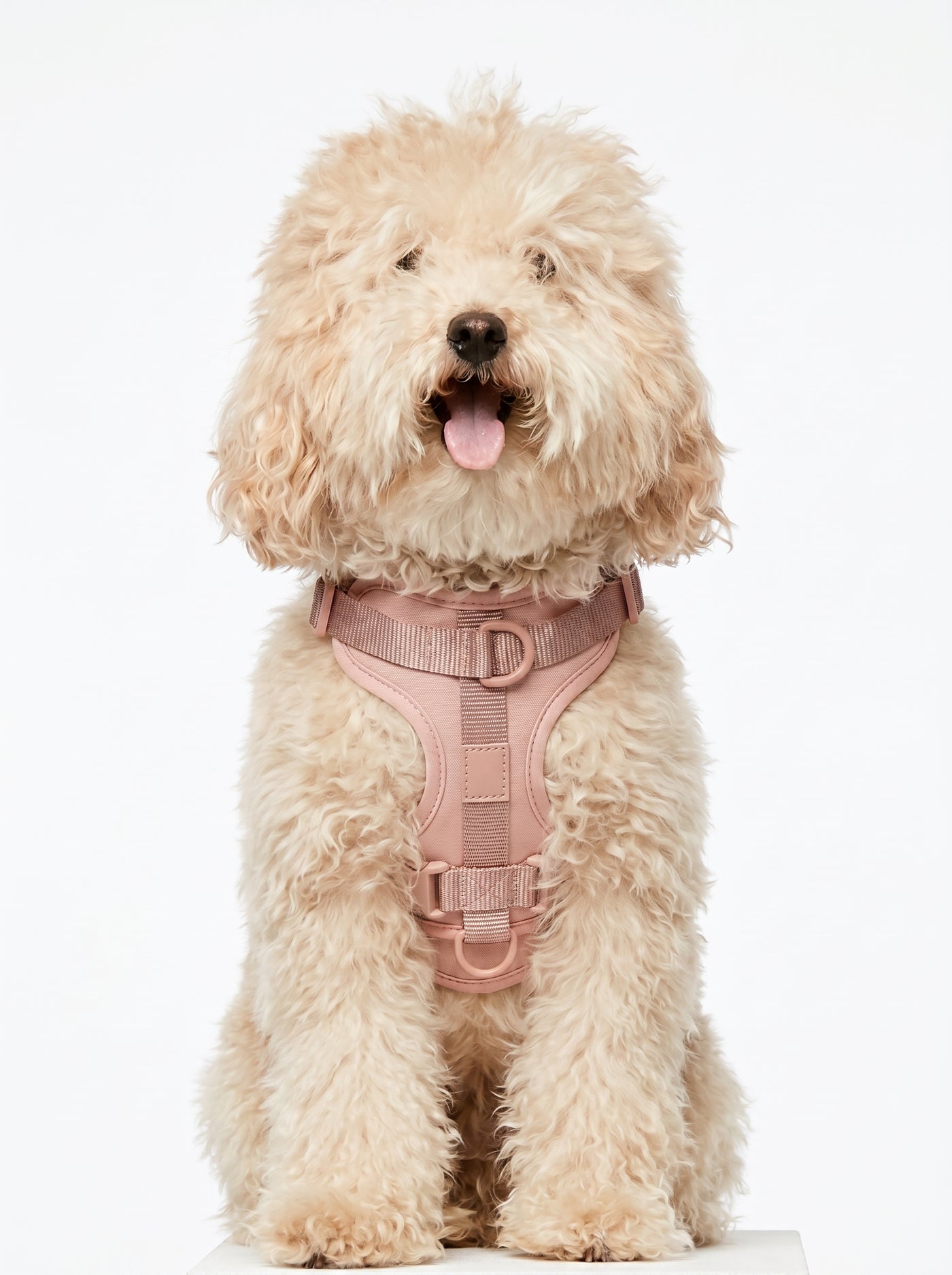Cream poodle wearing pink padded harness front view – Malpetit