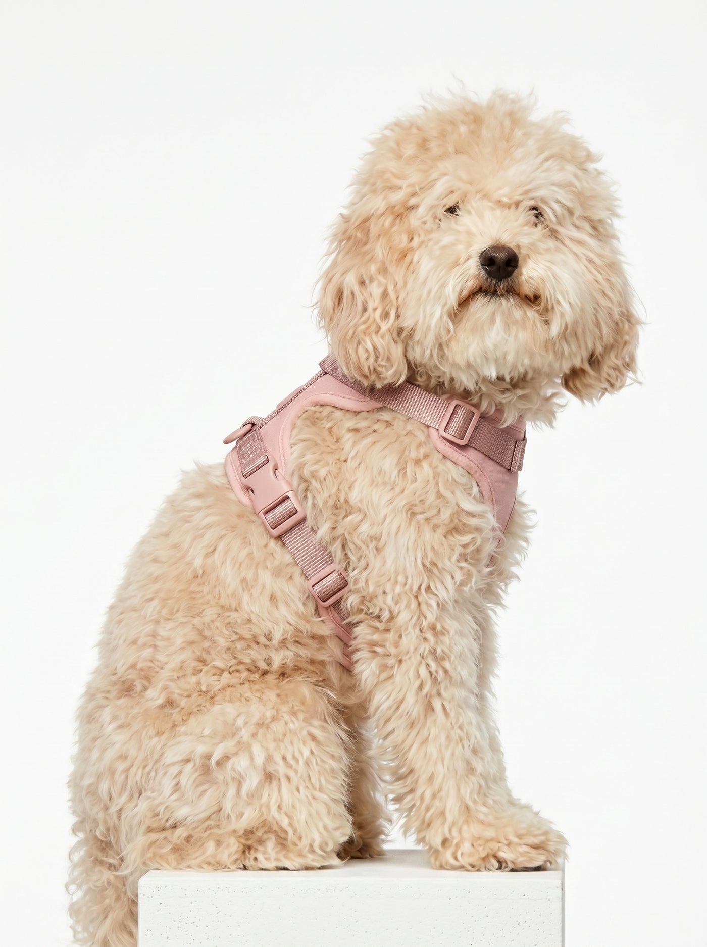 Cream poodle side profile in pink padded harness – Malpetit
