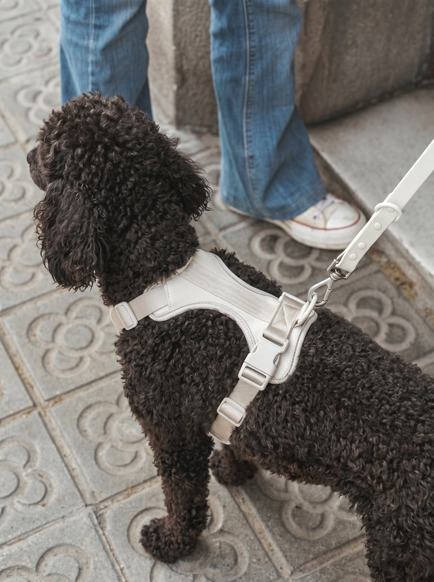 Curly black dog wearing grey padded harness on walk – Malpetit