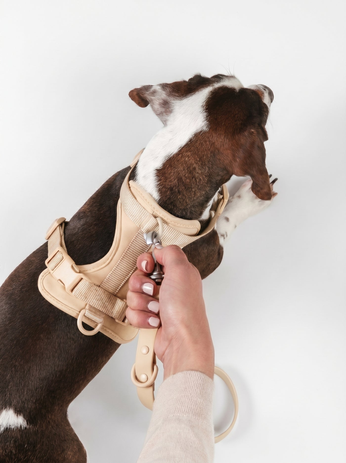 Dog wearing beige adjustable padded harness on lead – Malpetit