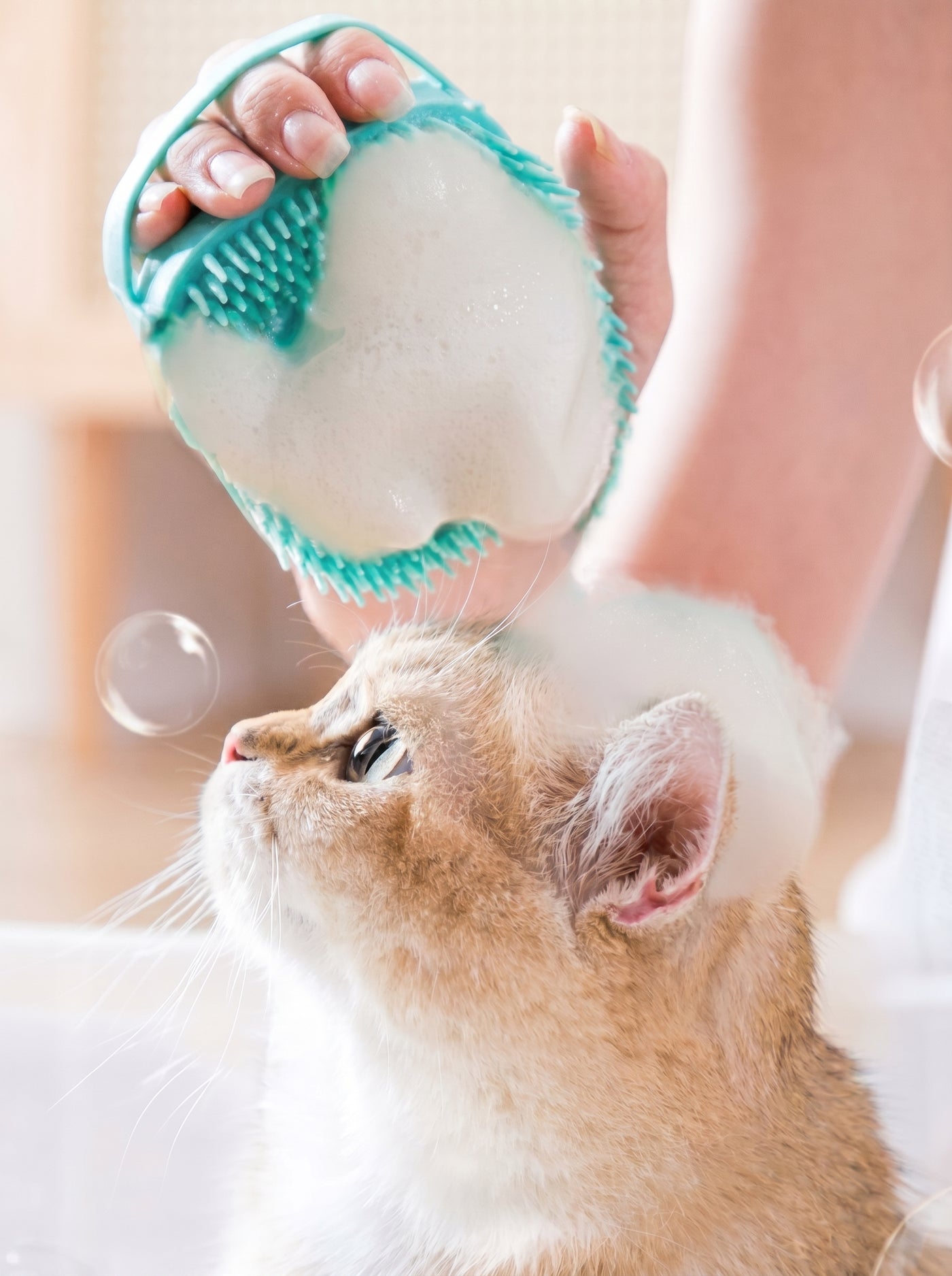 Cat being washed with silicone bath brush – Malpetit