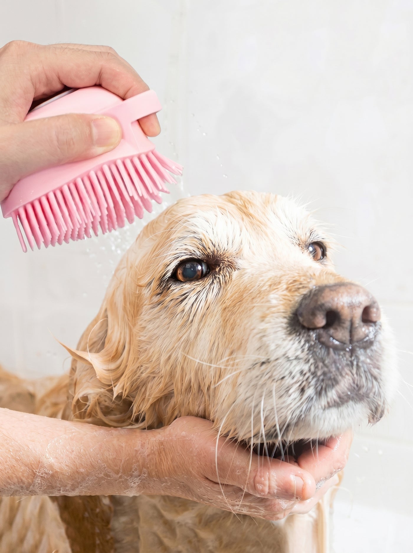 Golden dog being bathed with pink silicone brush – Malpetit