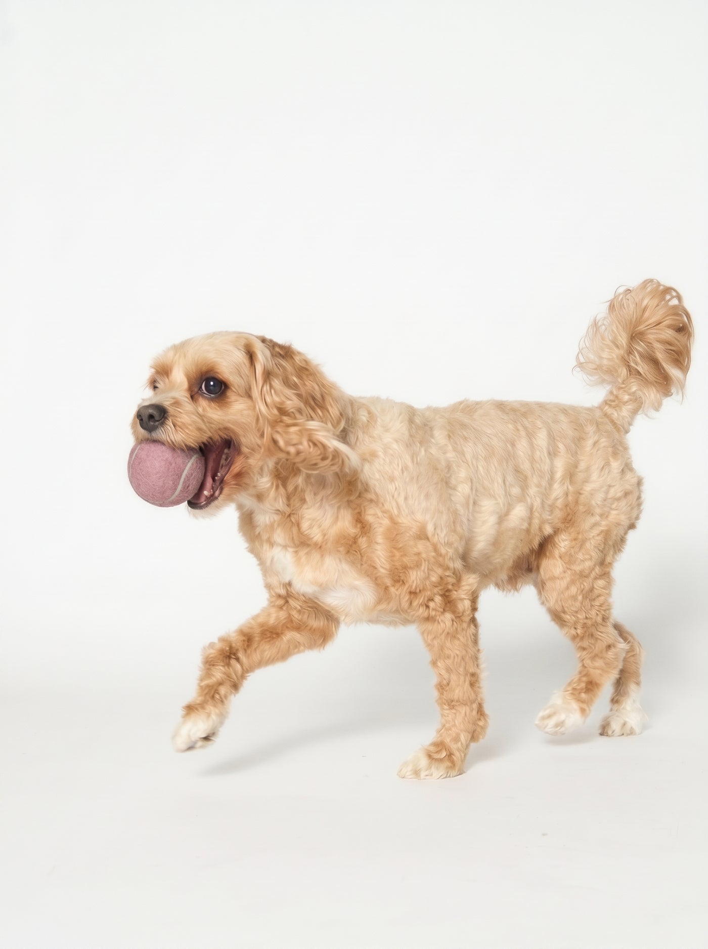 Small dog carrying tennis ball dog toy – Malpetit