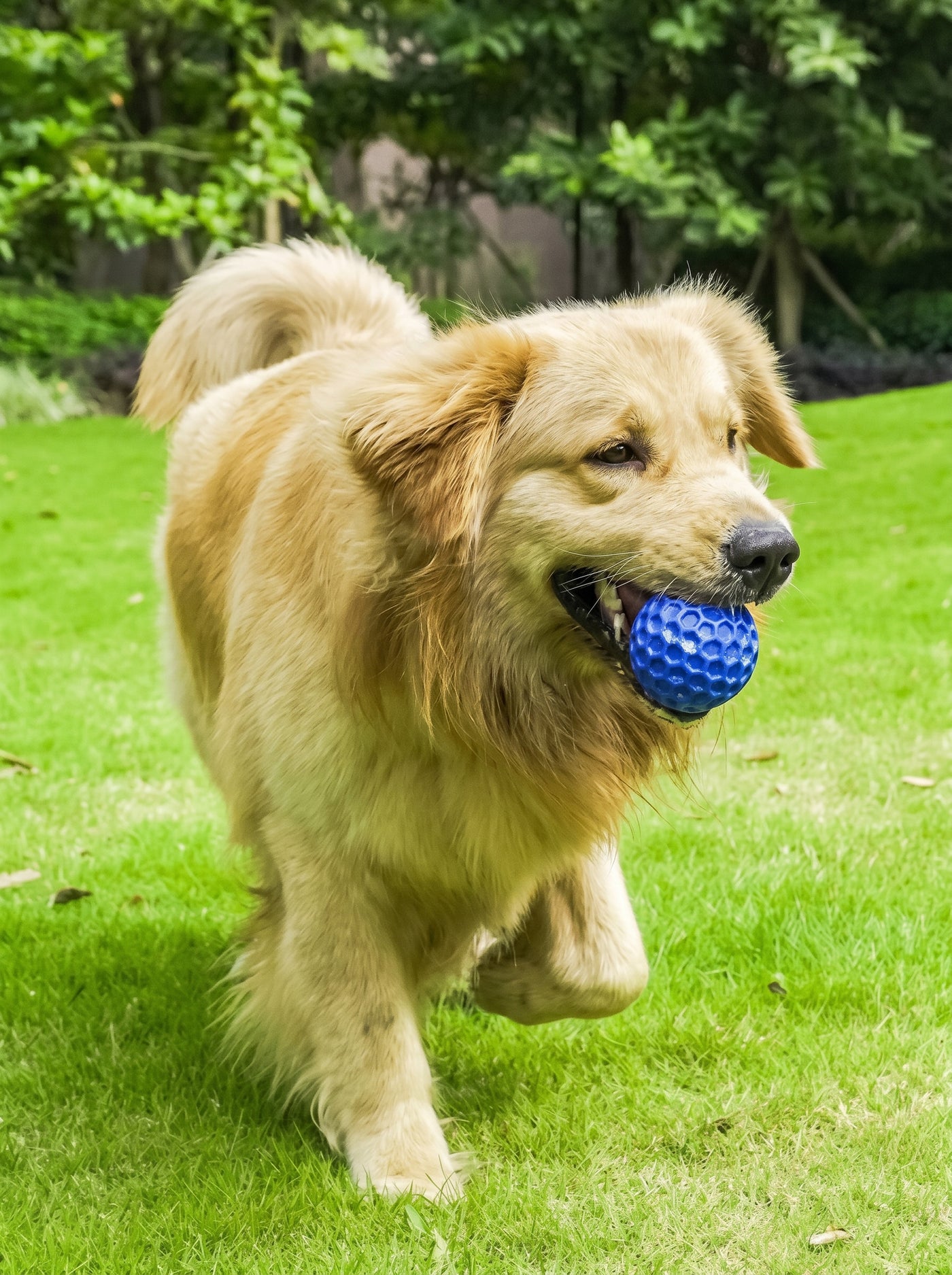 Golden retriever running with blue squeaky rubber ball – Malpetit
