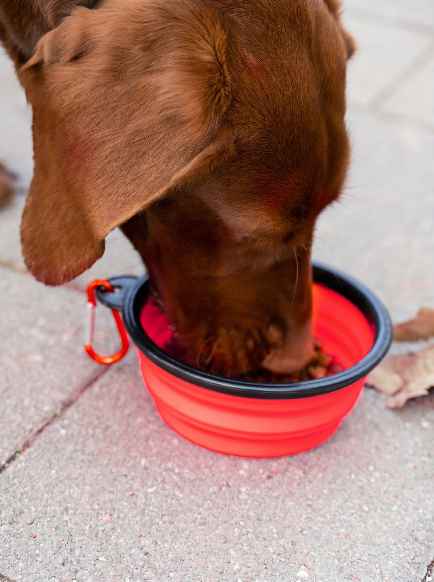 Brown dog eating from red foldable travel bowl outdoors – Malpetit